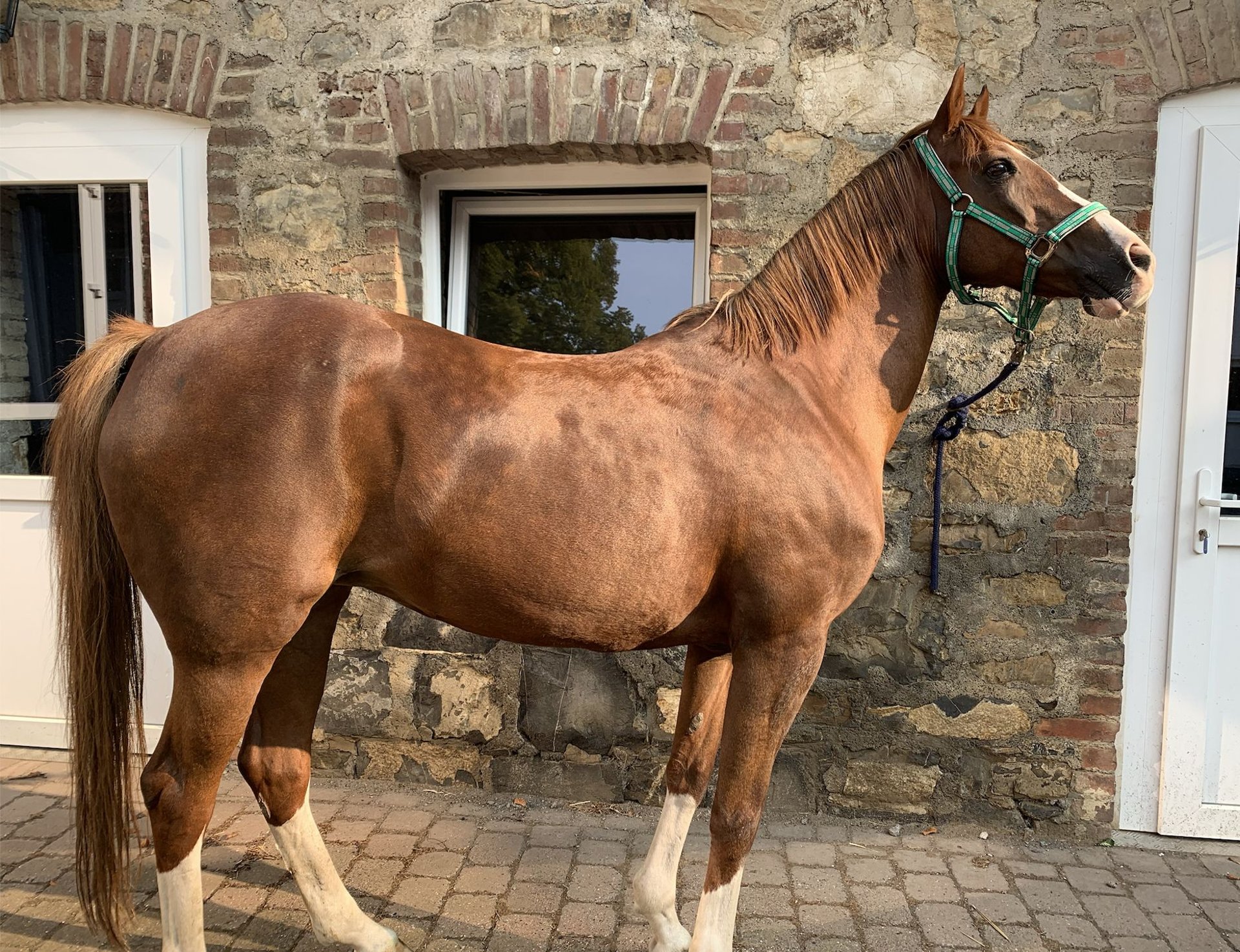 Deutsches Reitpony Mix Stute 23 Jahre 158 Cm Fuchs In Arnsberg