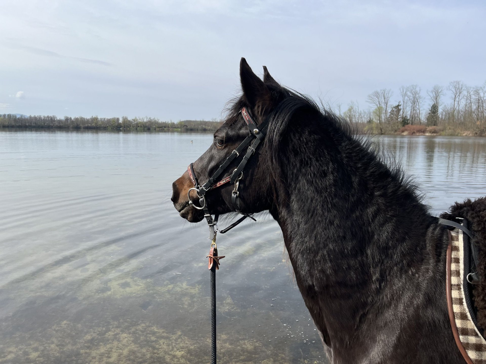 Bonita, Deutsche Reitpony-Verlassstute, in der Bahn