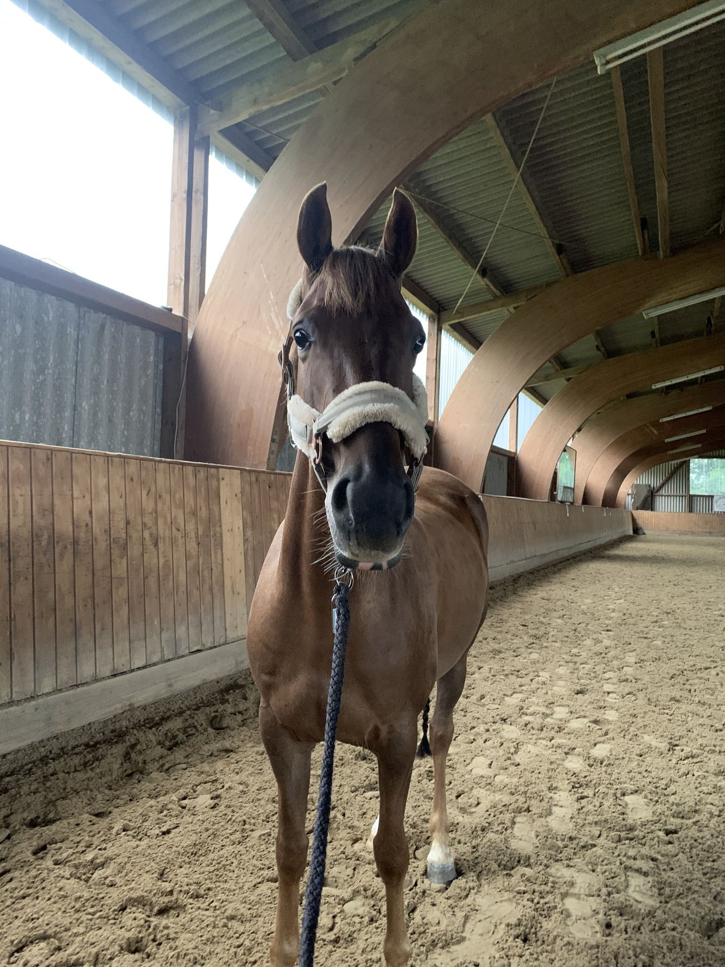 Deutsches Reitpony Stute 5 Jahre 145 Cm Dunkelfuchs In Friedberg