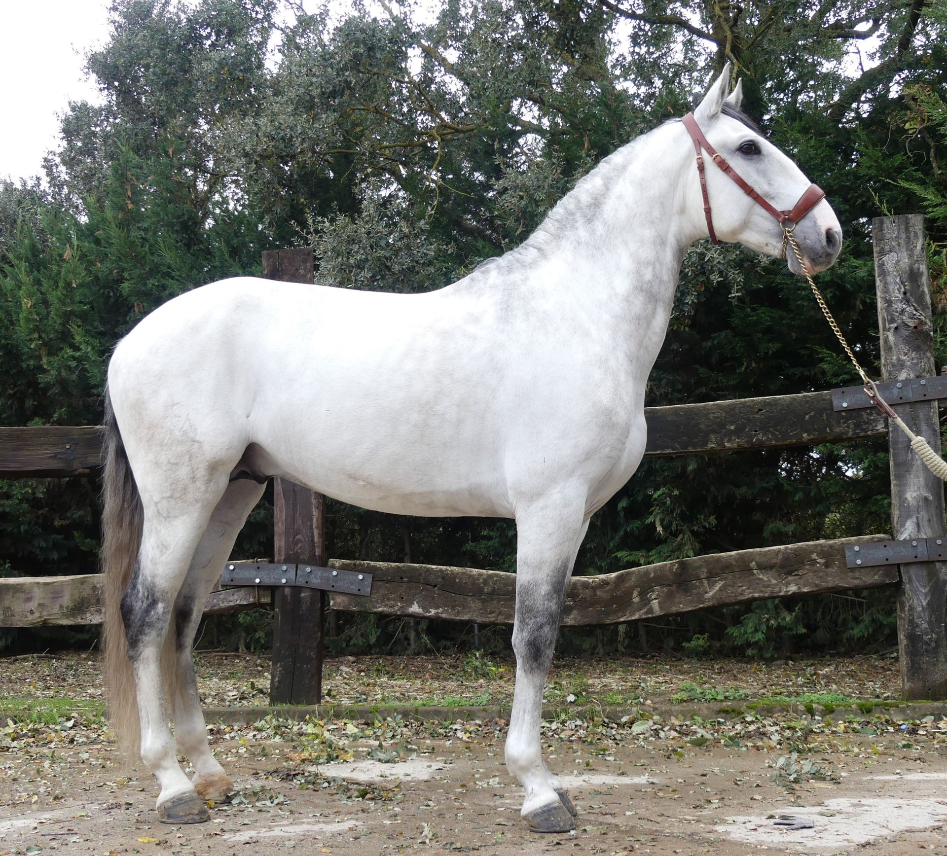 Lusitano Mix Stallion 7 years 15,3 hh Gray in Bilbao