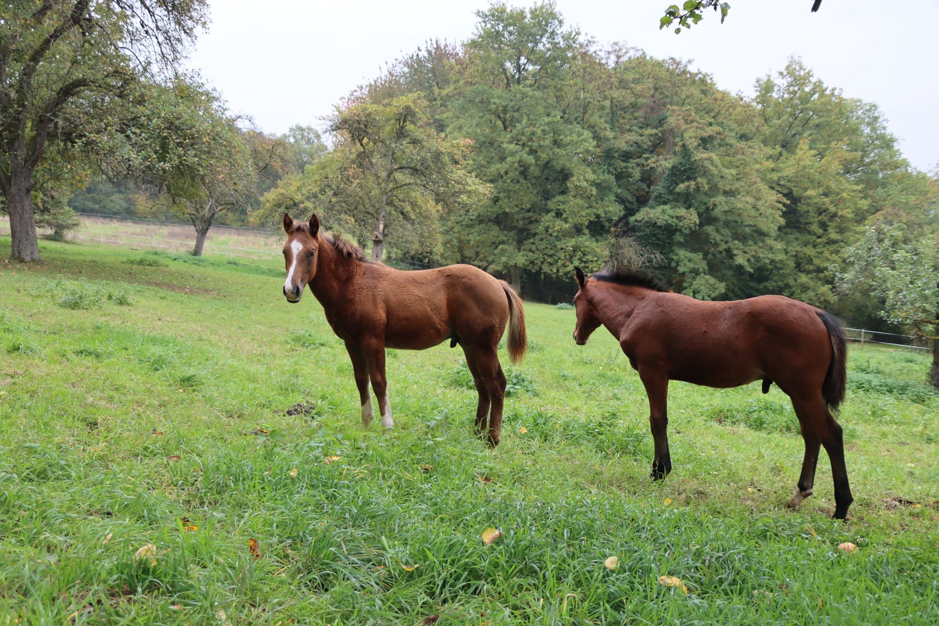 American Quarter Horse Hengst 1 Jahr 152 cm Dunkelfuchs in Neuwied