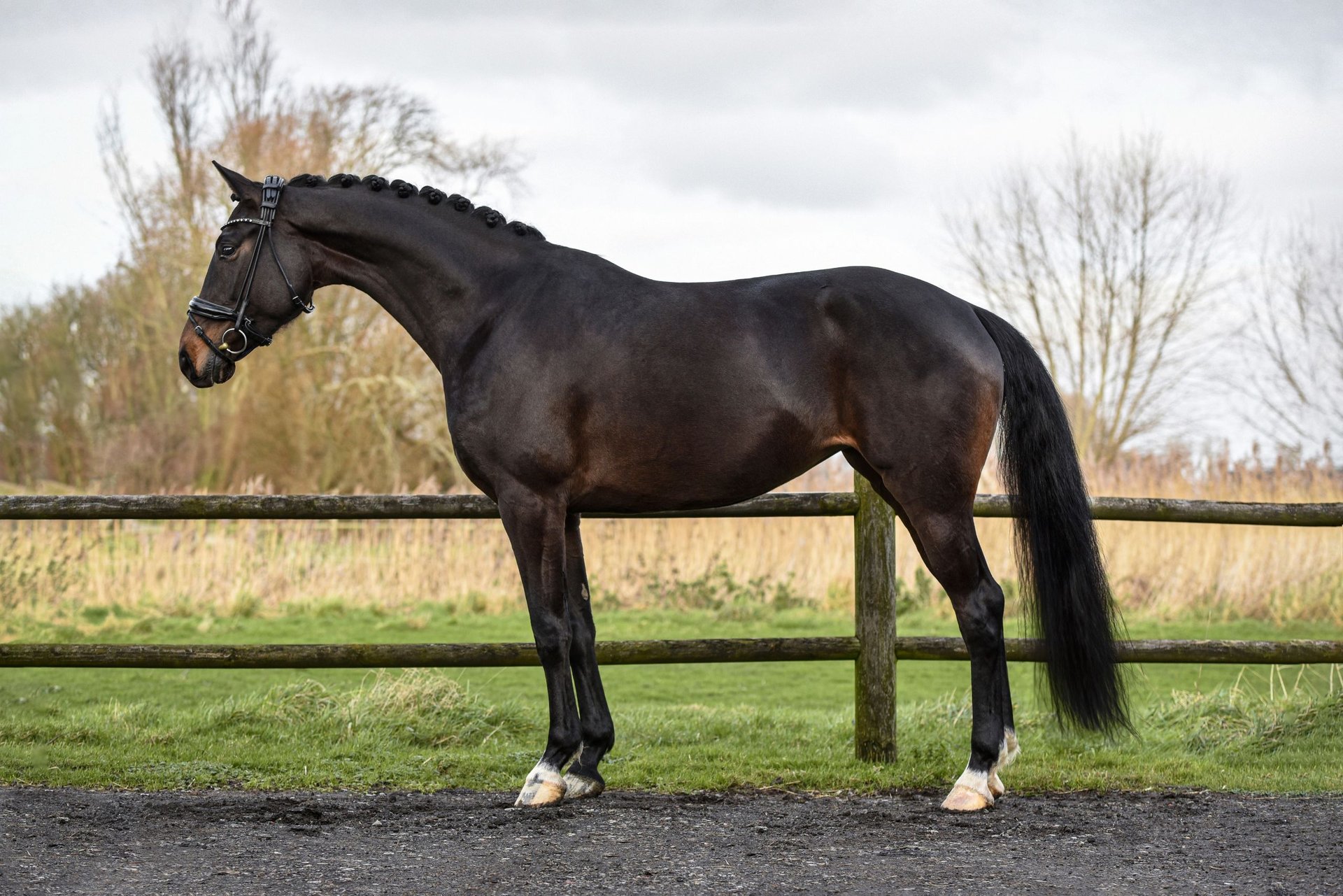 Belgisches Warmblut Stute 5 Jahre 168 cm Dunkelbrauner in Zuienkerke