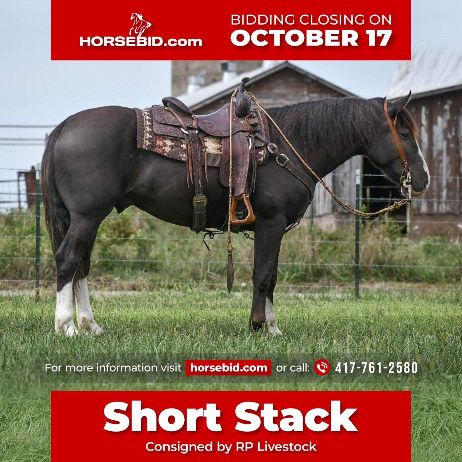 Shire Horse Mix Gelding 8 Years 15 Hh Black In Buffalo, Mo