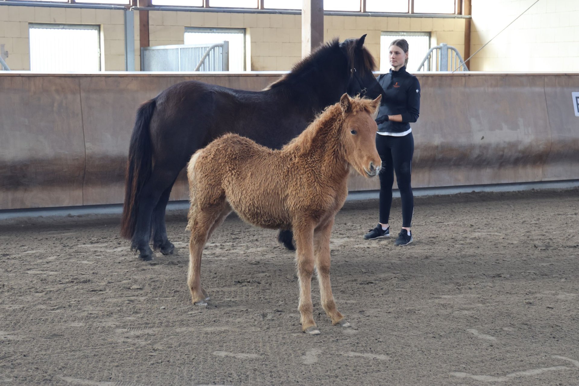 Caballos Islandeses Semental Potro (07/2023) 140 Cm Alazán In Zweibrücken