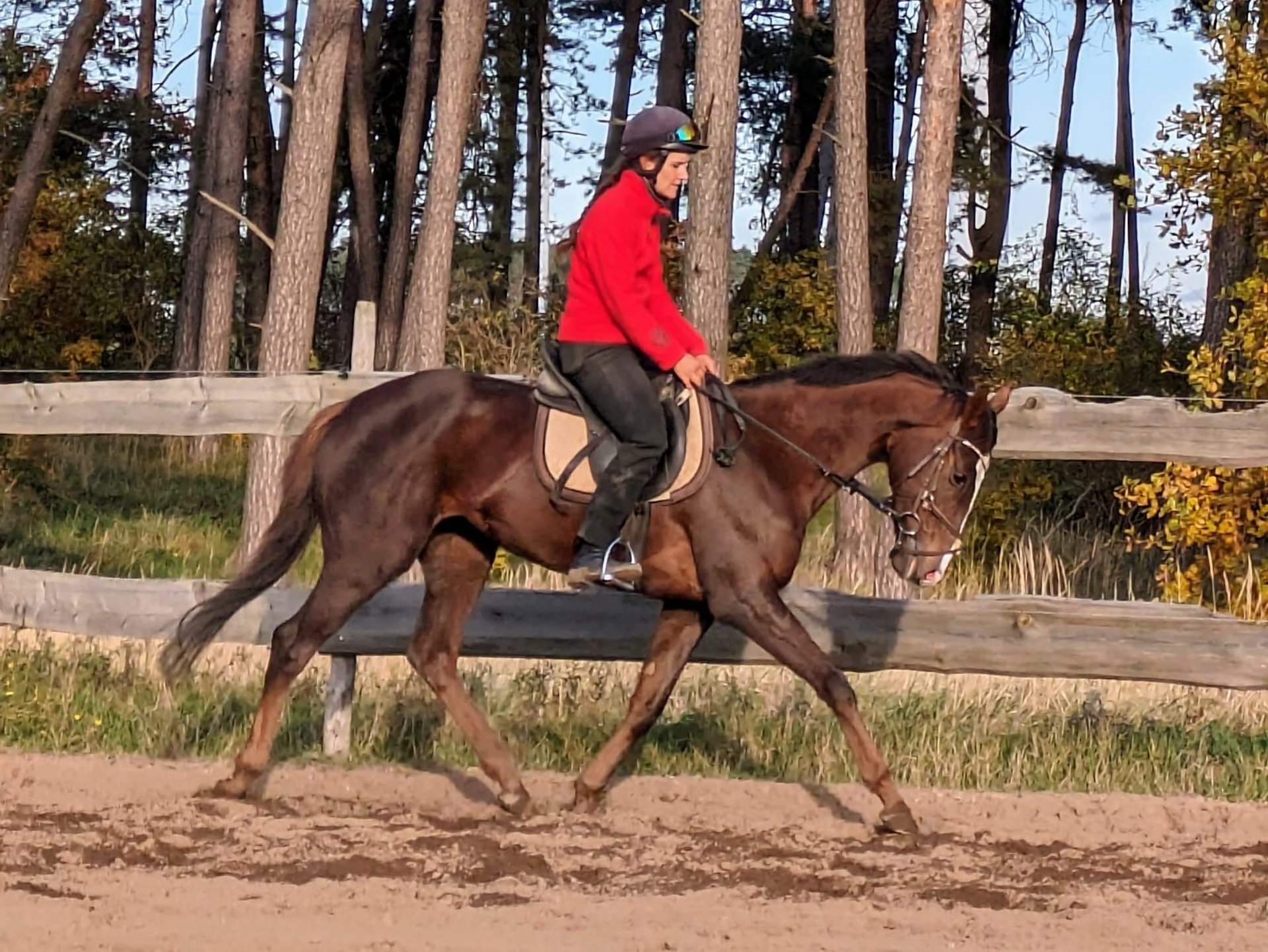 4yo mare Murka's Gem ( Gem Twist ) x Cordalme Z 2016 16.h mare