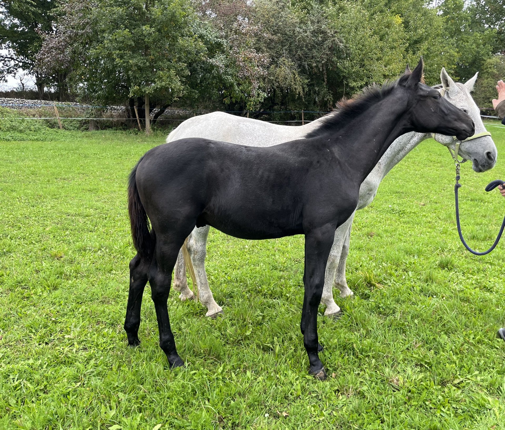 Czech Warmblood Stallion Foal (05/2025) Can be white in Krsice