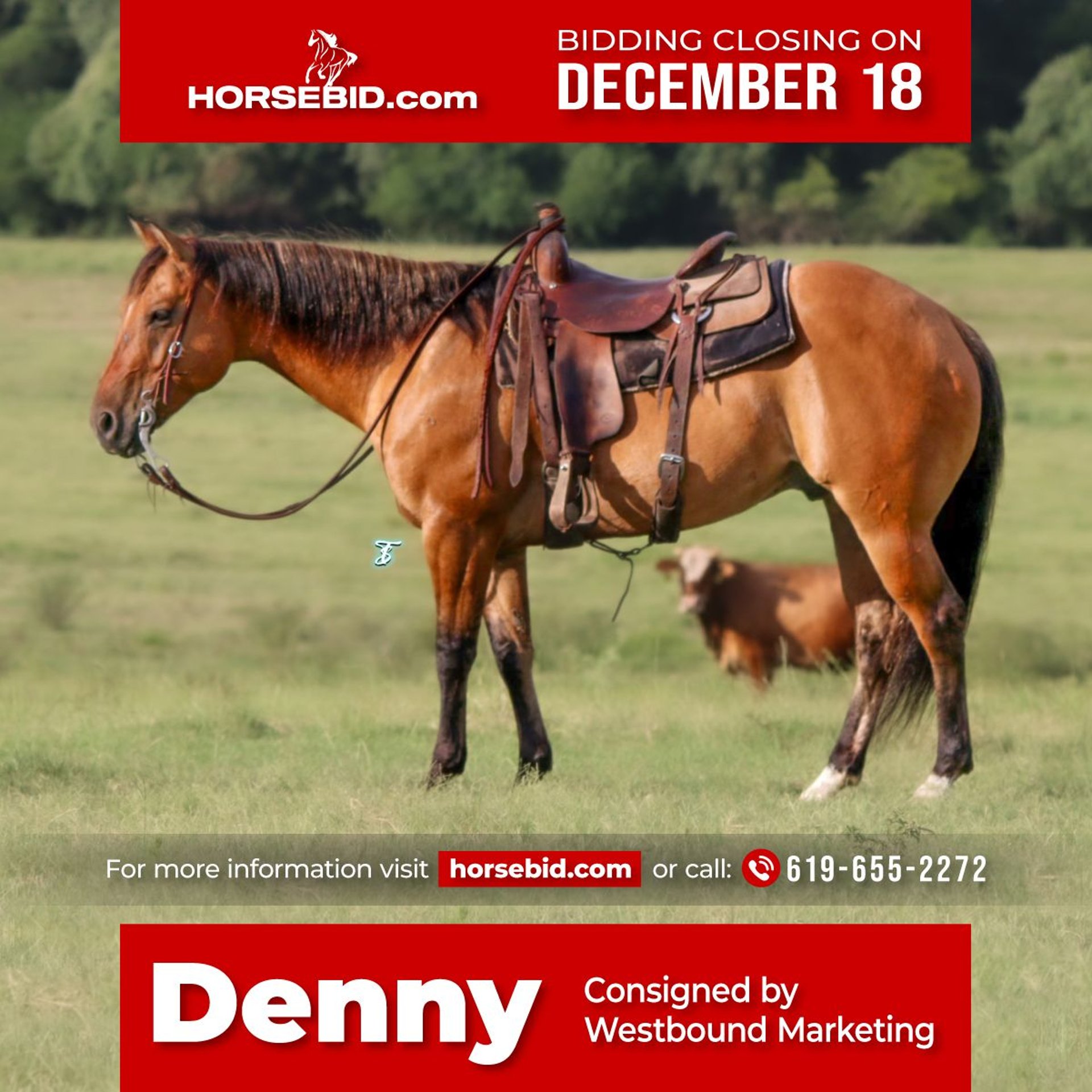 American Quarter Horse Gelding 7 years 15 hh Dun in Carthage