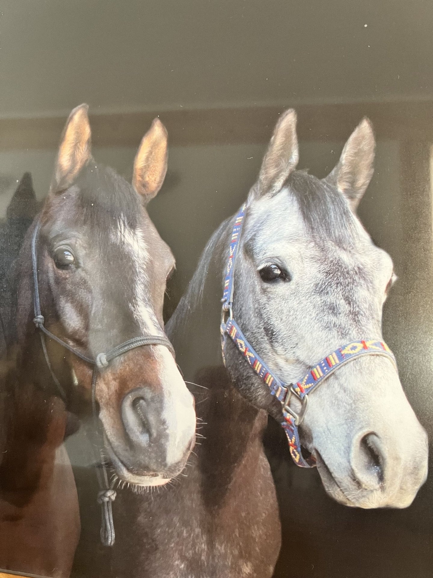 Arabian Thoroughbowling 12yo 160cm Gray Forchtenberg - News Directory 3