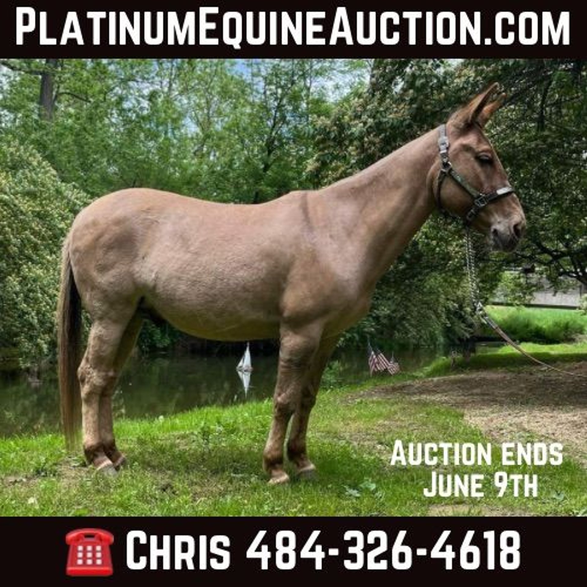 Mule Gelding 10 years 14,1 hh Dun in Cochranville PA