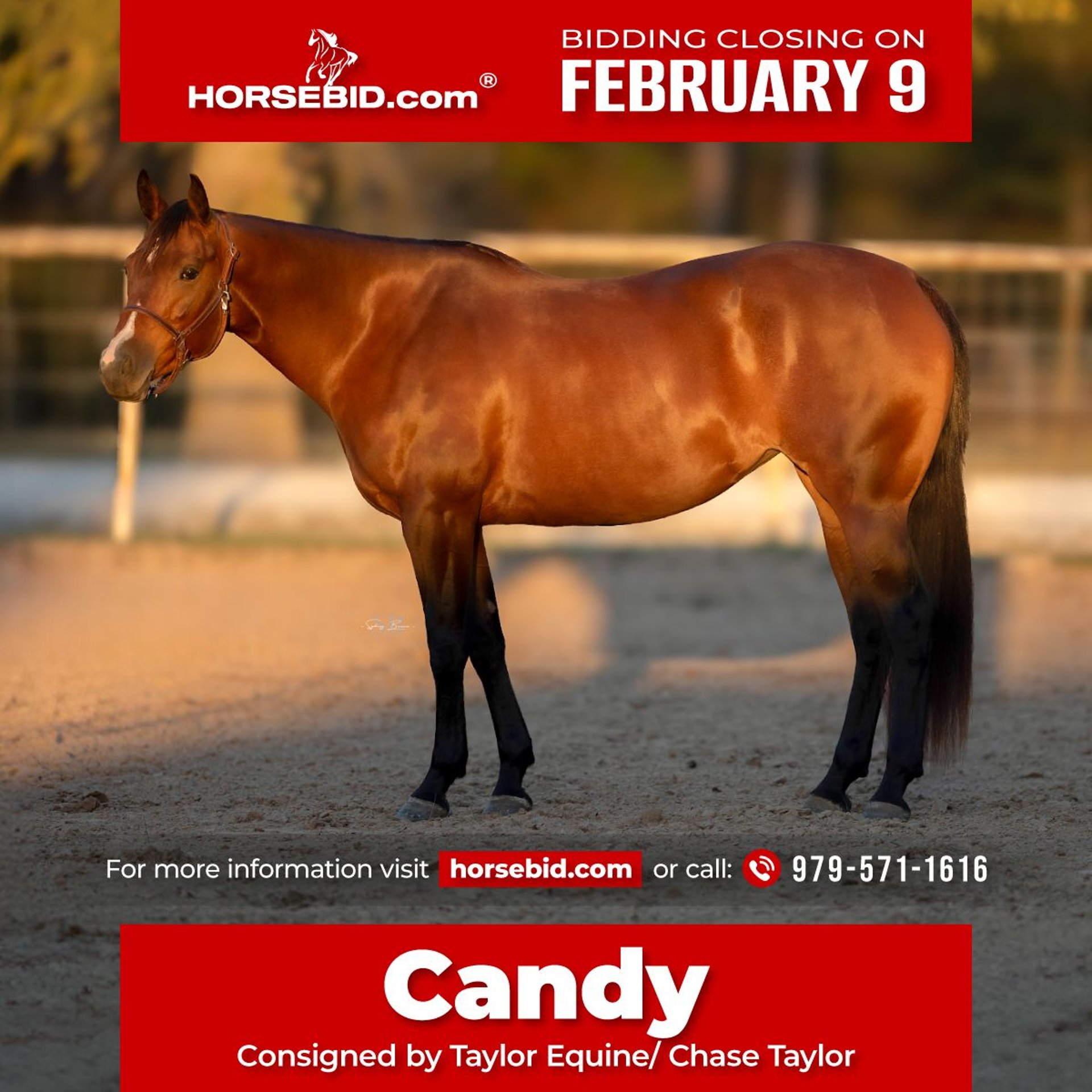 American Quarter Horse Mare 4 years 15,1 hh Bay in Huntsville American Quarter Horse Mare 4 years 15,1 hh Bay in Huntsville