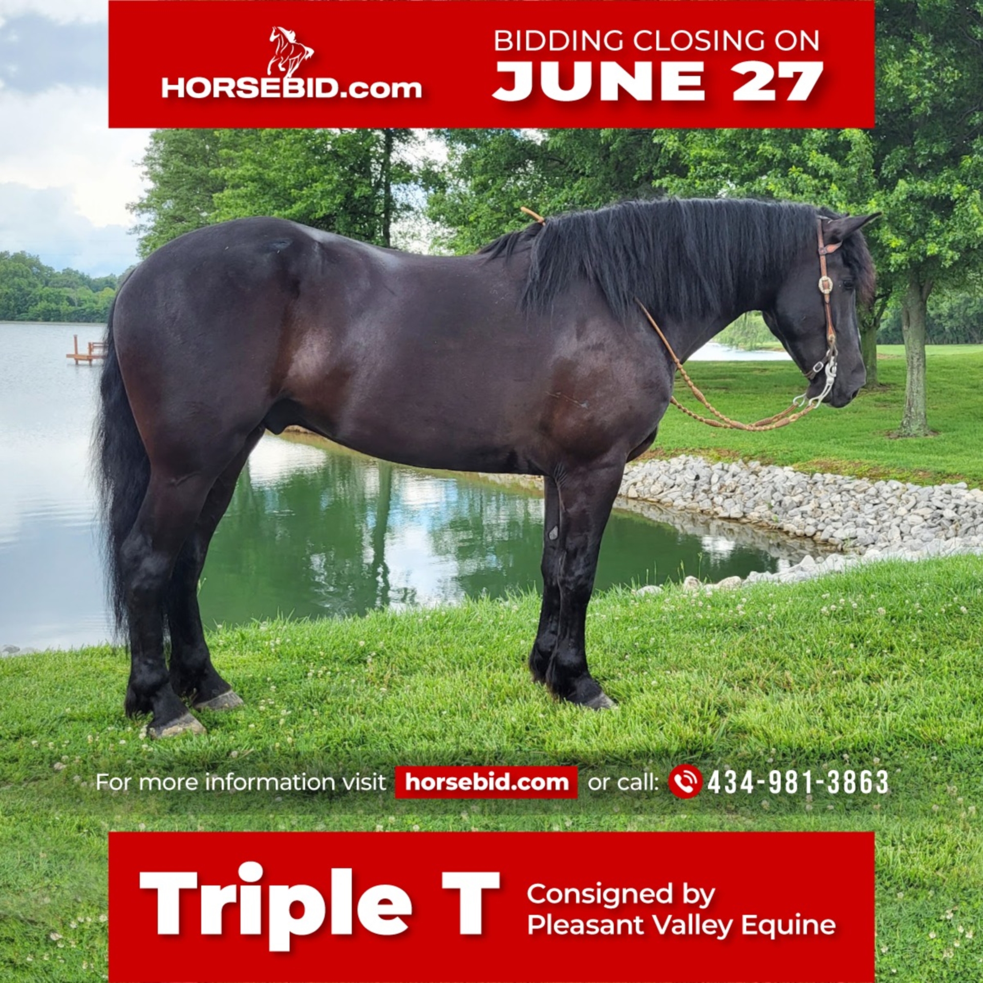 Friesian horses Gelding 7 years 16,1 hh Black in Robards, KY