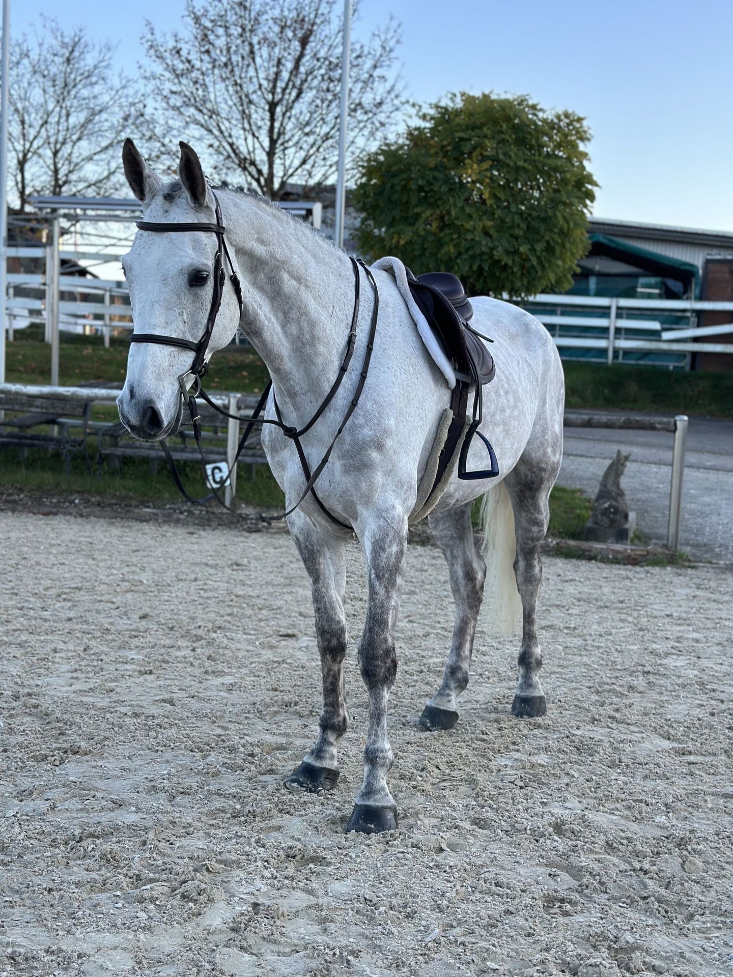 German Sport Horse Gelding 8 years 16,3 hh Gray in Altusried