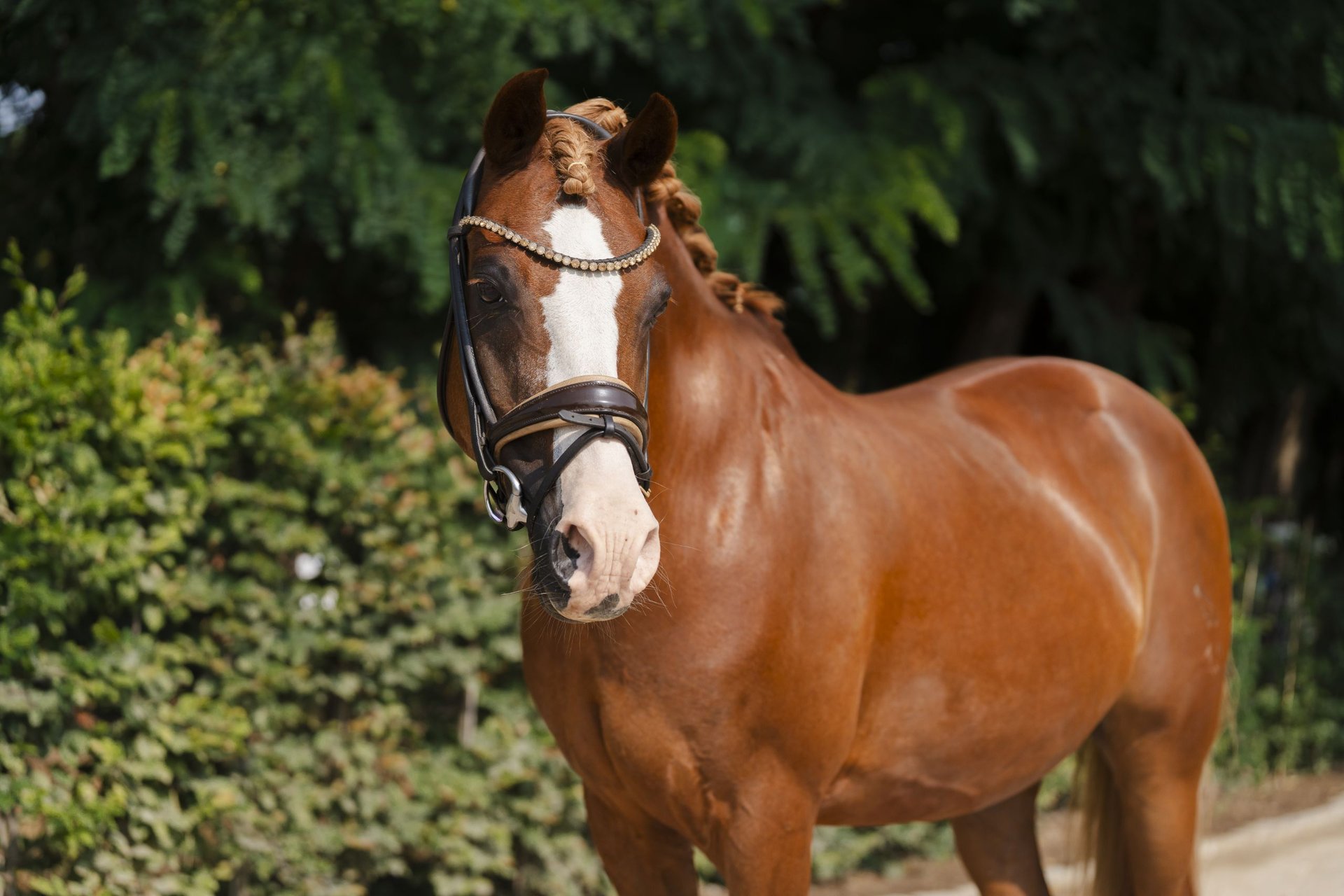 Donni Darco, Deutsches Reitpony in der Dressur, Impression 3