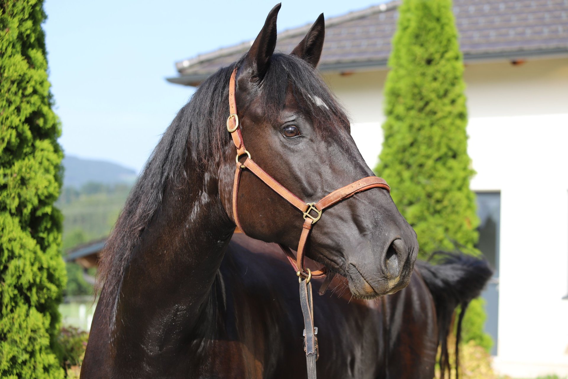 PRE Mix Hengst 4 Jahre 170 cm Rappe in Kefermarkt