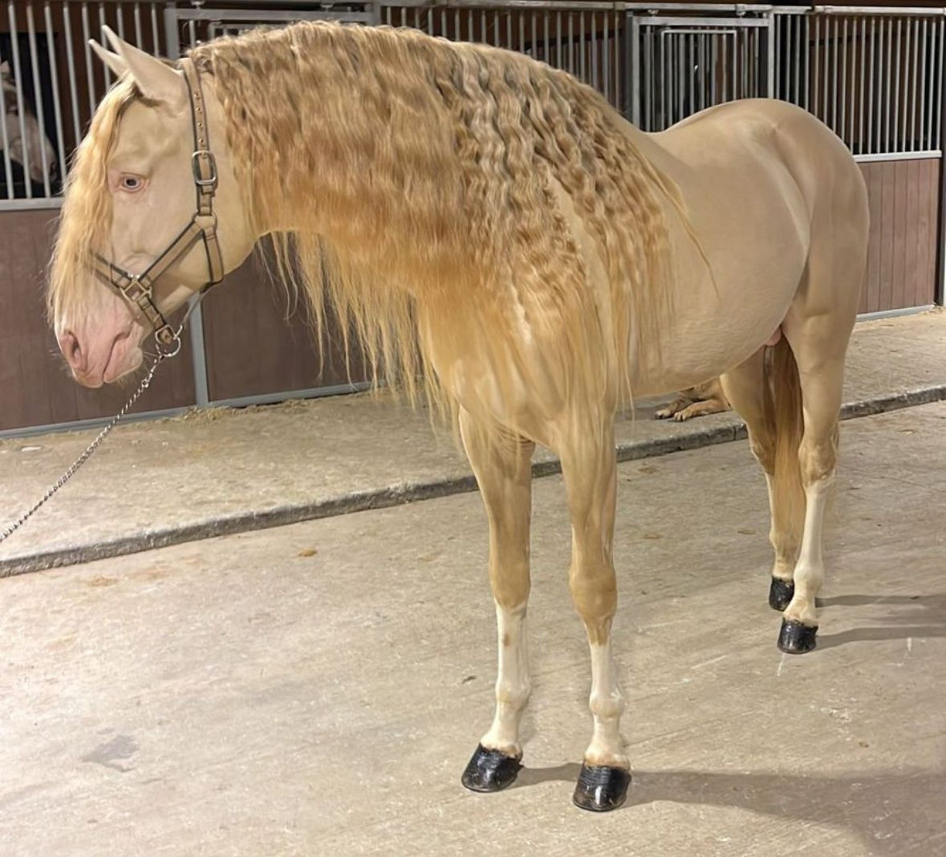 Lusitano Stallion 6 years 16,3 hh Cremello in Martfeld