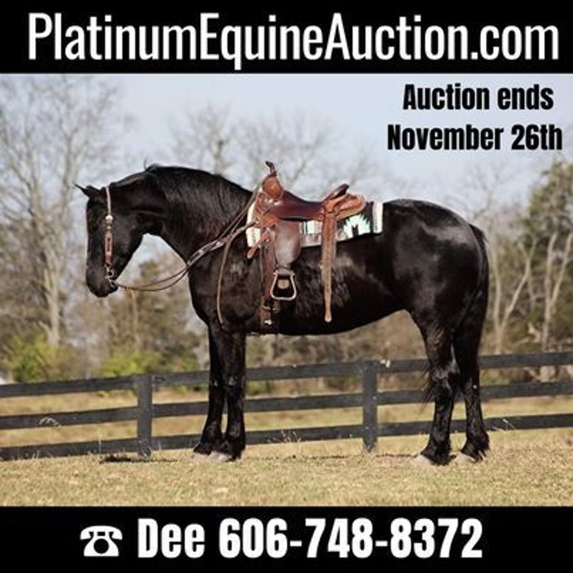 Friesian horses Gelding 8 years Black in Flemingsburg, KY