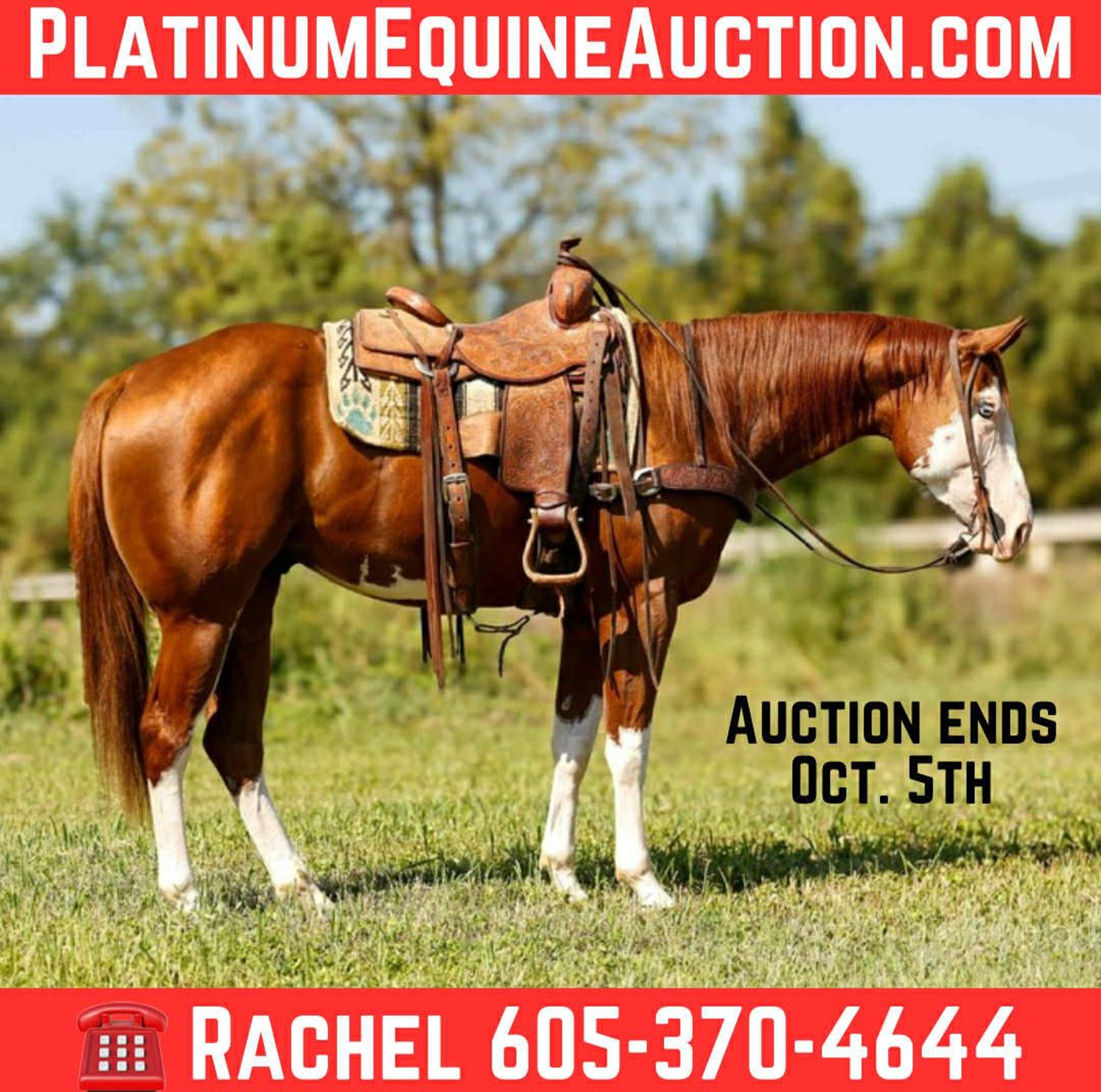 Caballos En Venta En Texas
