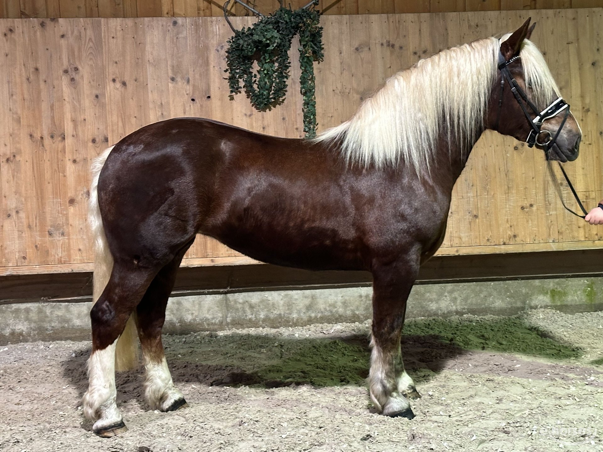 Cavallo della foresta nera Mix Giumenta 3 Anni 159 cm Sauro scuro in  Riedlingen