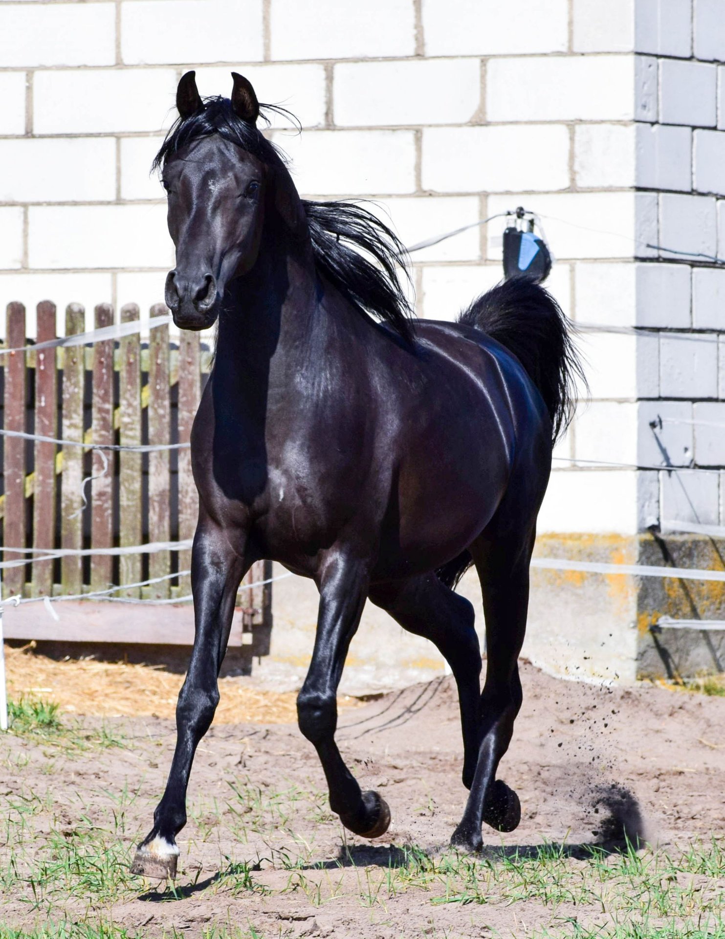 ◆BLUE ELEPHANT◆ GOAT black GOAT black - BLUE ELEPHANT