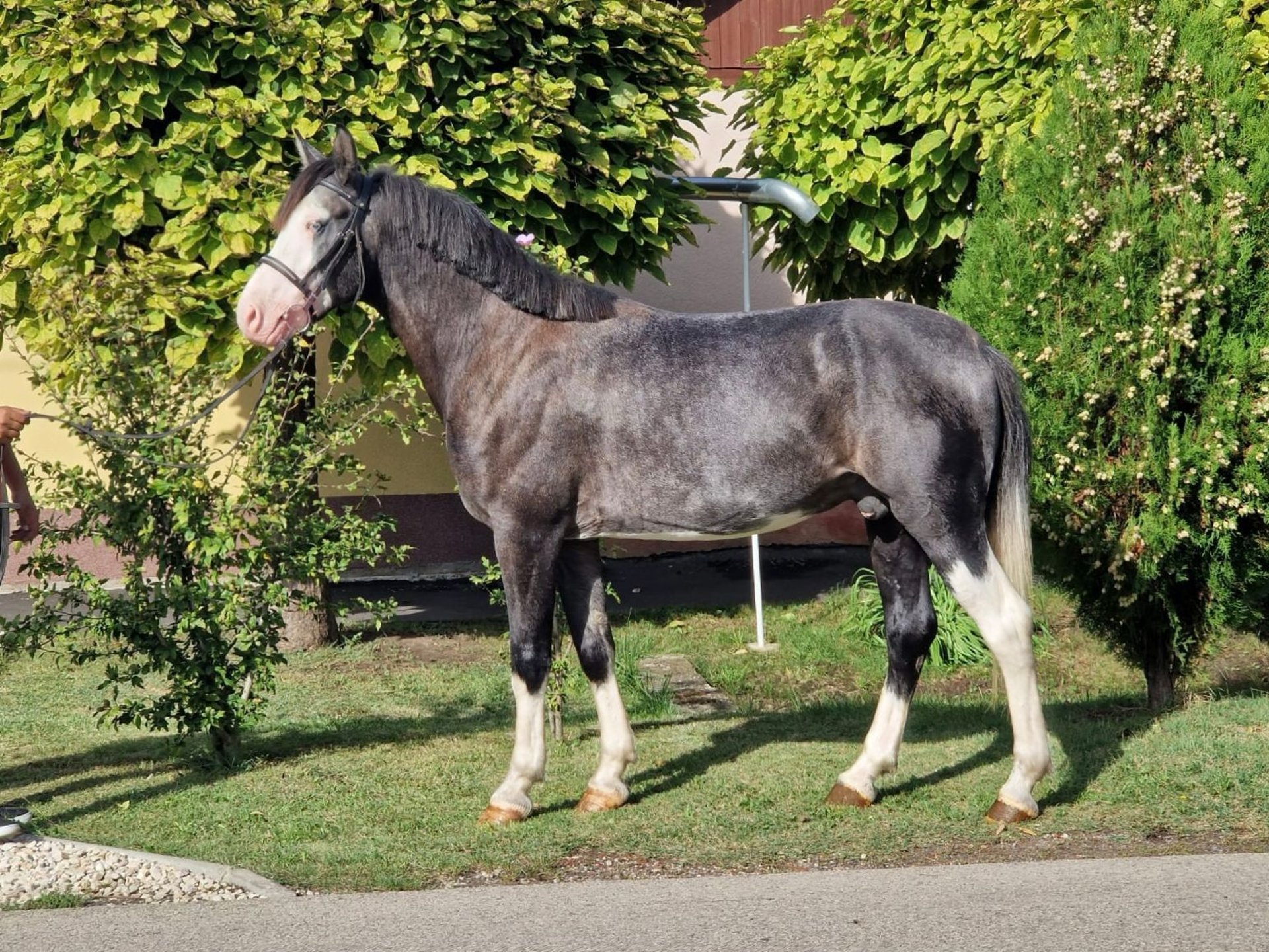 Weitere Ponys/Kleinpferde Mix Wallach 6 Jahre 142 Cm Apfelschimmel In ...