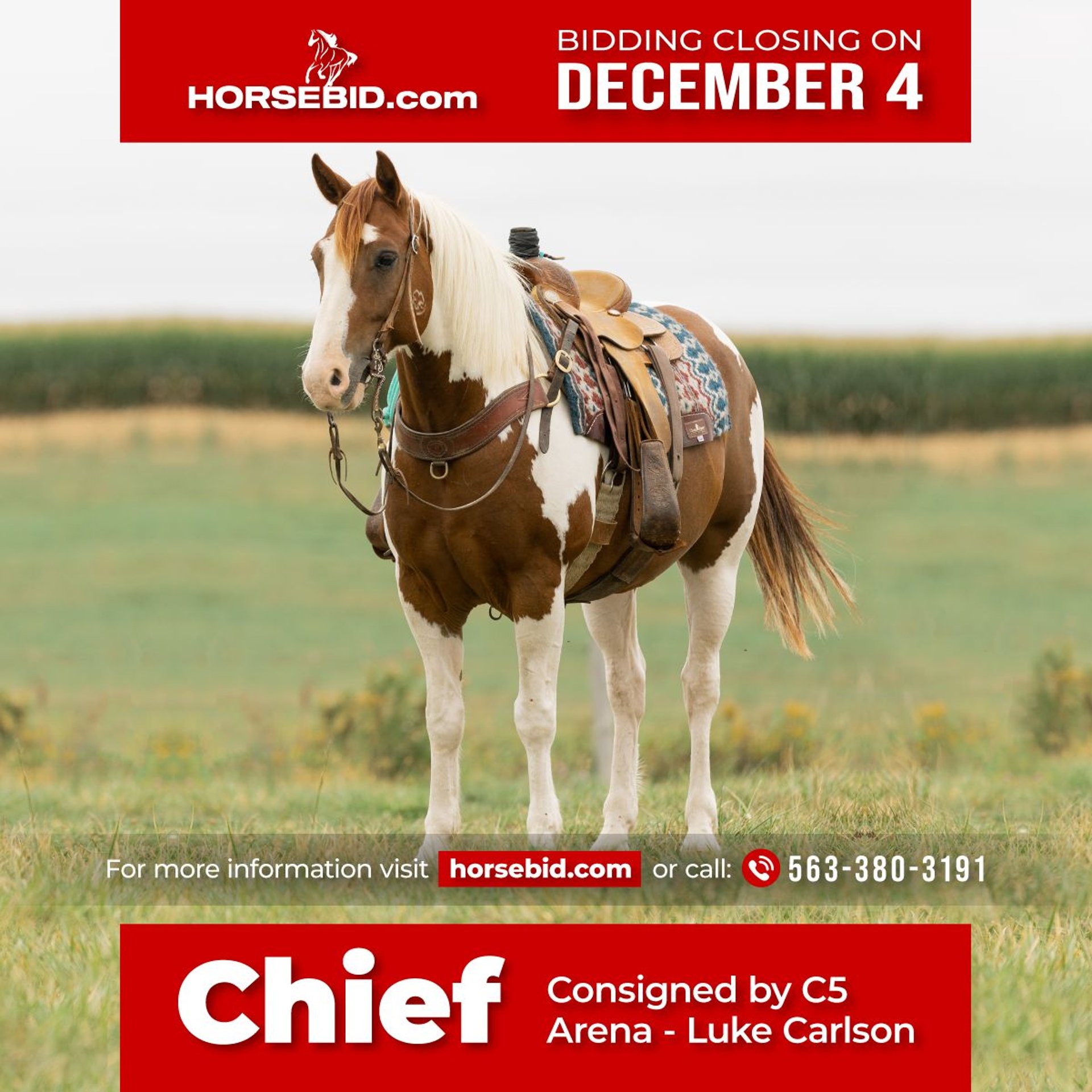 Quarter Pony Gelding 8 years 14 hh Pinto in Decorah