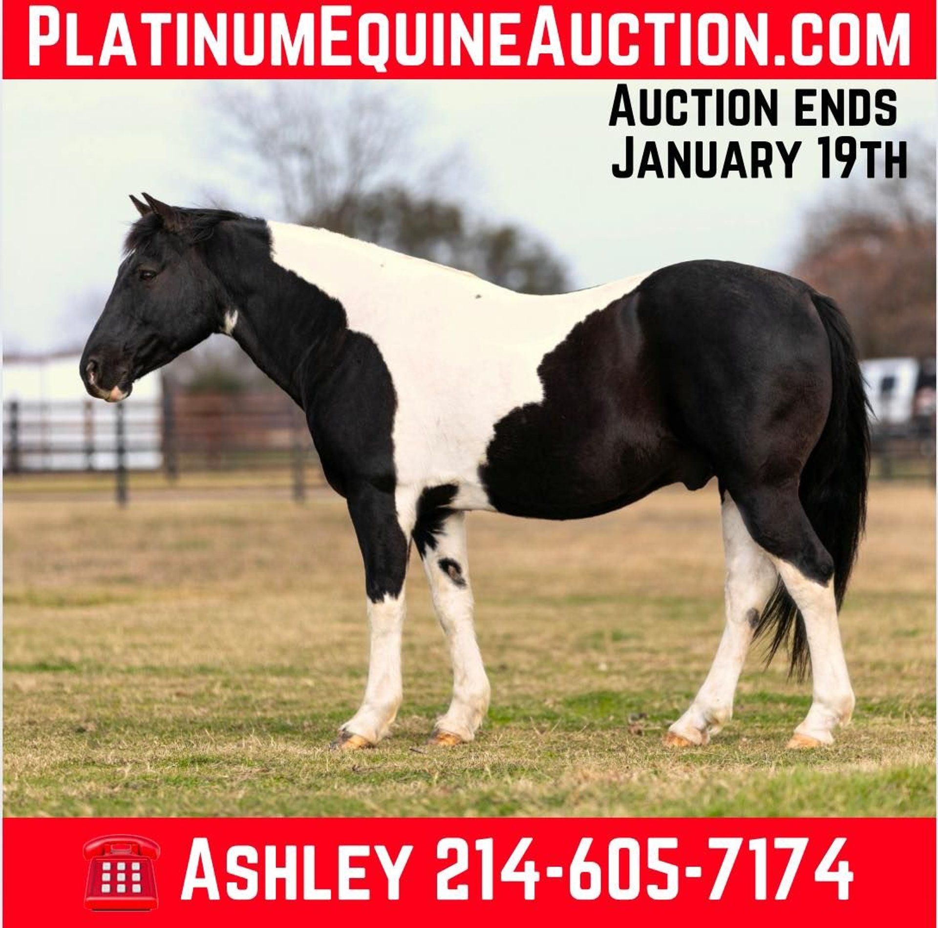 American Quarter Horse Gelding 12 years 14,2 hh Tobiano-all-colors in ...