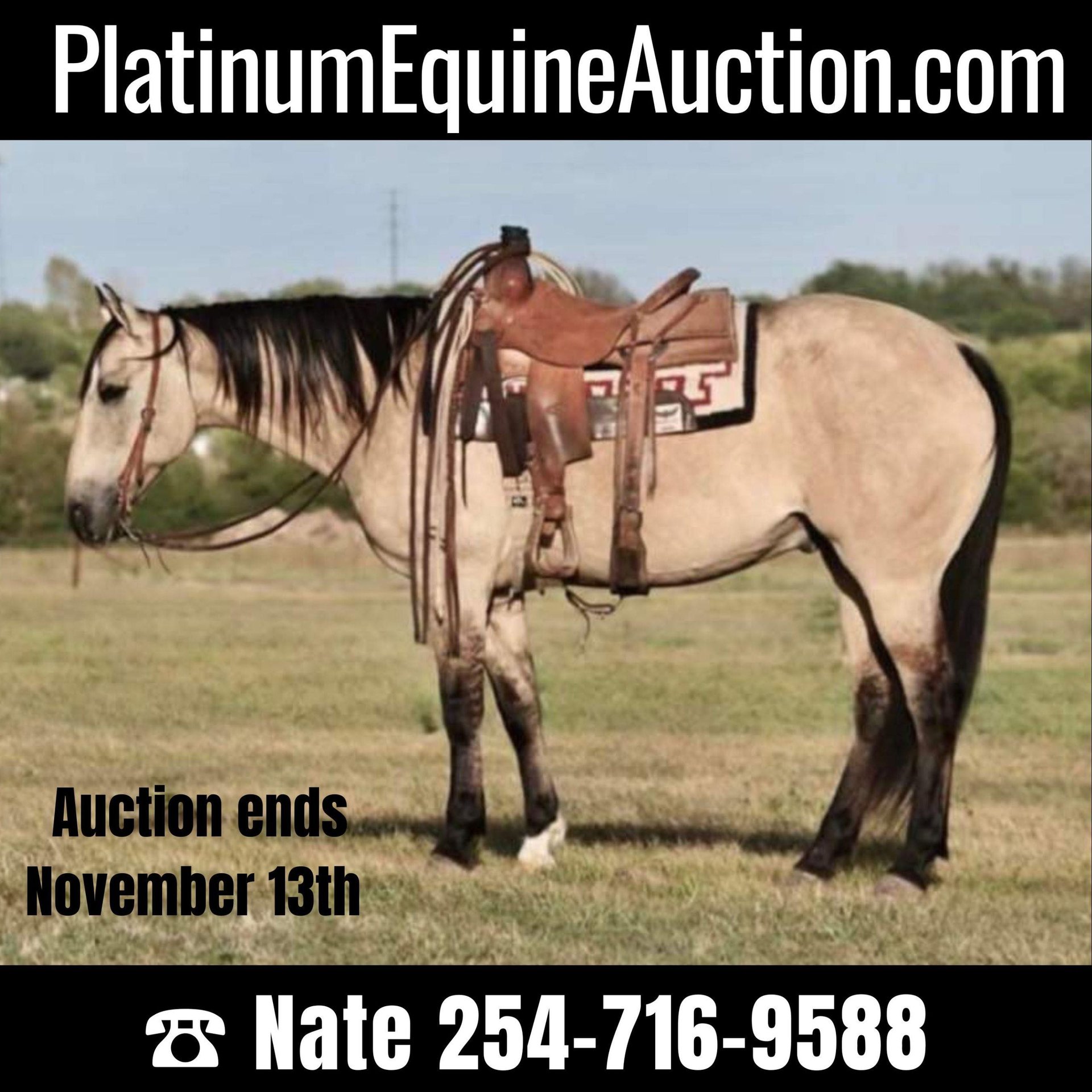 American Quarter Horse Gelding 11 years 15 hh Dun in Waco TX