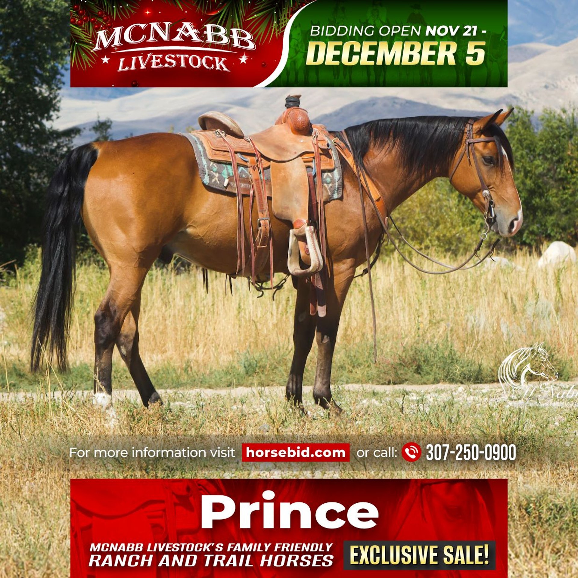 American Quarter Horse Gelding 9 years 14,3 hh Bay in Cody, WY