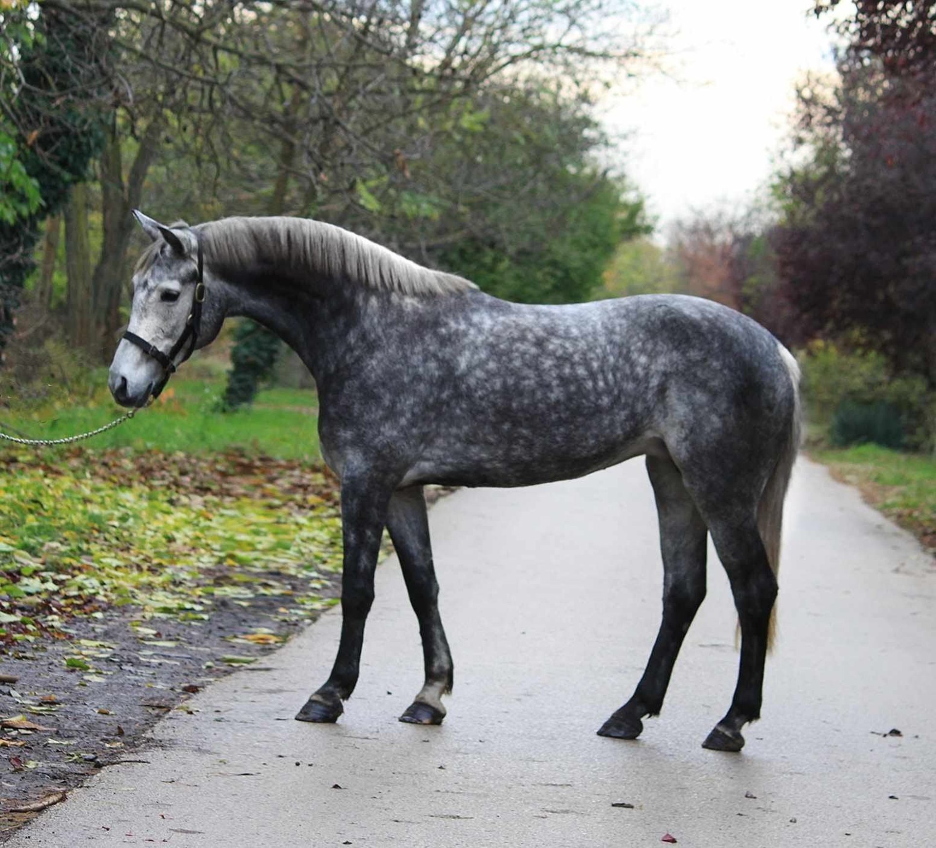Plus de poneys/petits chevaux Jument 5 Ans 146 cm Gris pommelé in Deggendorf