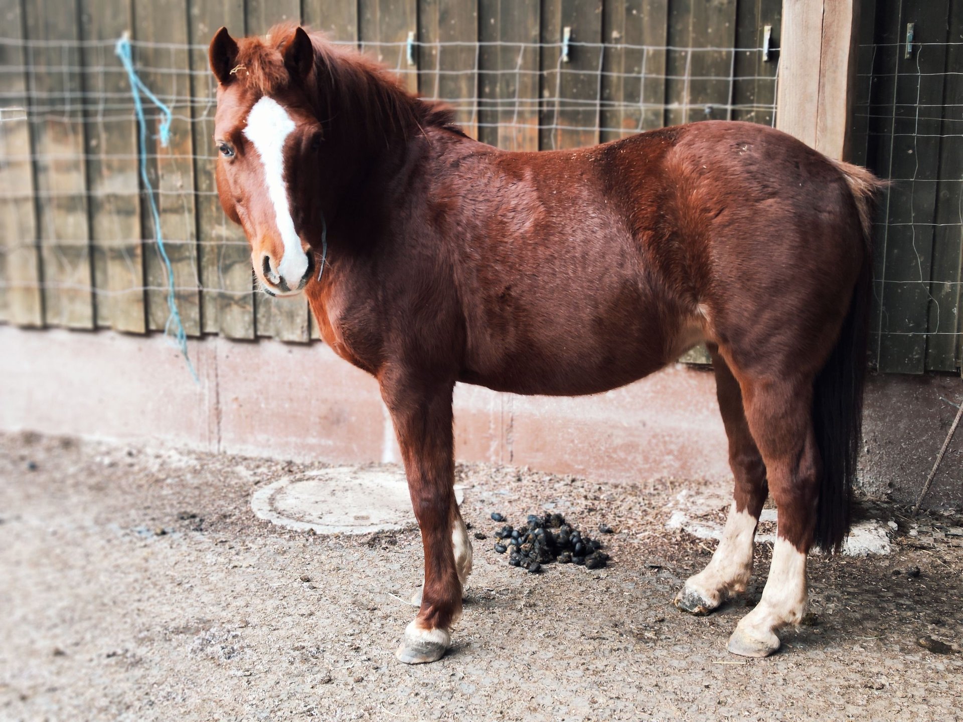 Deutsches Reitpony Mix Stute 14 Jahre 140 Cm Fuchs In Gschwend