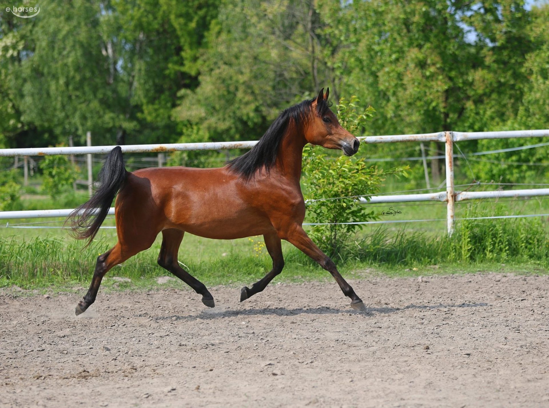 Volbloed Arabier Merrie 4 Jaar 152 cm Bruin in Lodz