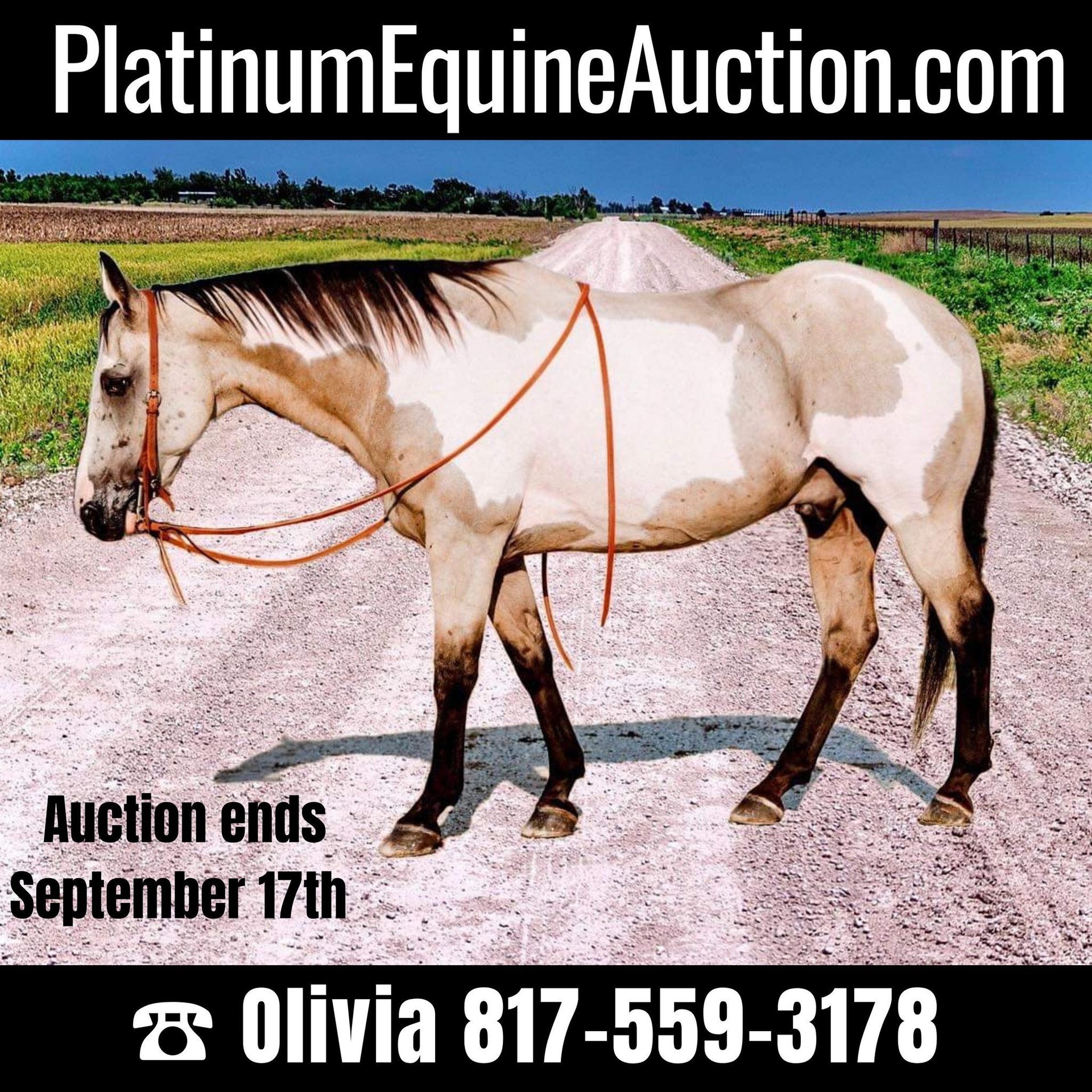 Paint Horse Gelding 13 years 15 hh Overoallcolors in Weatherford TX