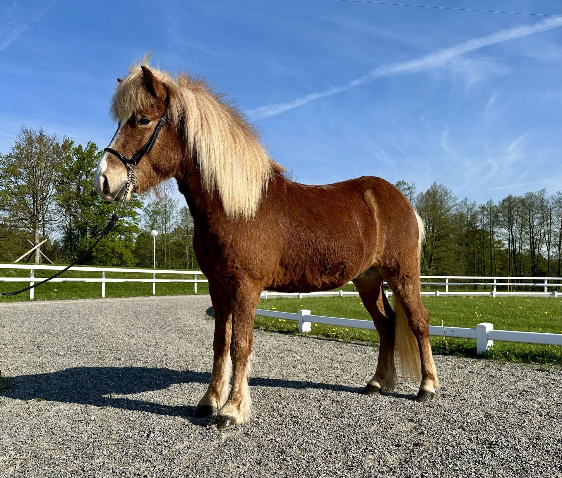 Caballos Islandeses Caballo Castrado 6 Años 137 Cm Alazán In Schechen