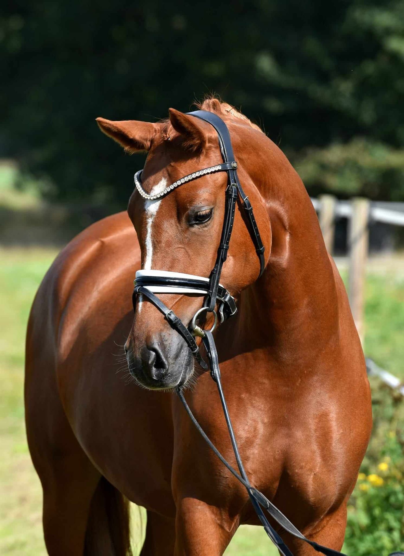 Deutsches Reitpony Stute 4 Jahre 146 Cm Fuchs In Rehburg-Loccum ...