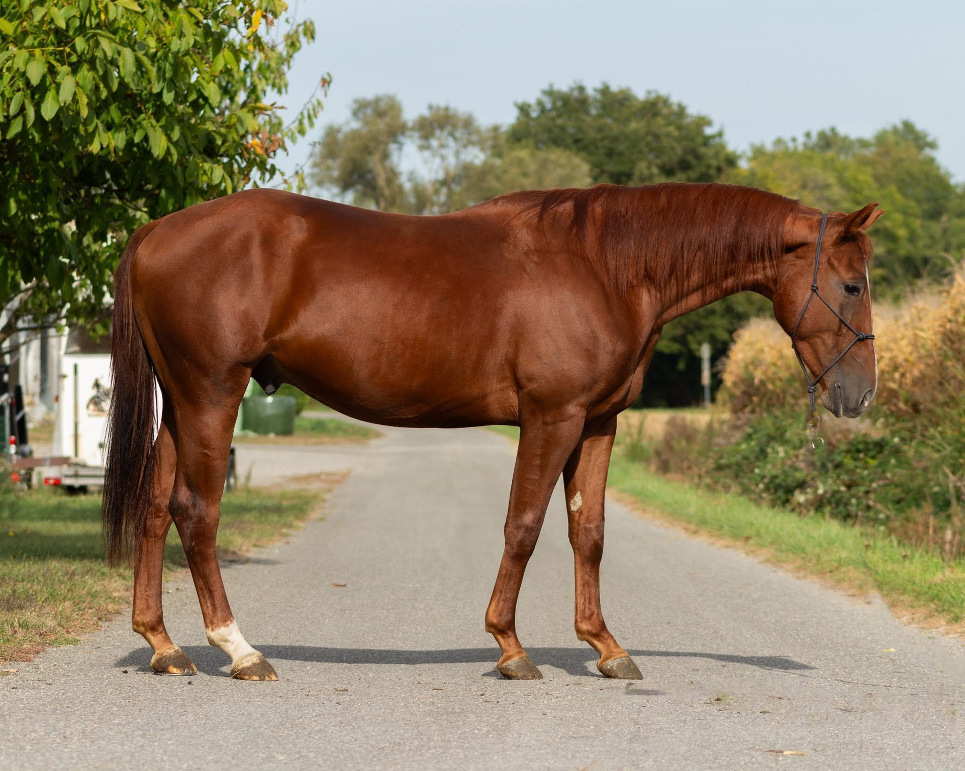 American Quarter Horse Stallone 2 Anni 160 cm Sauro in Kappelen