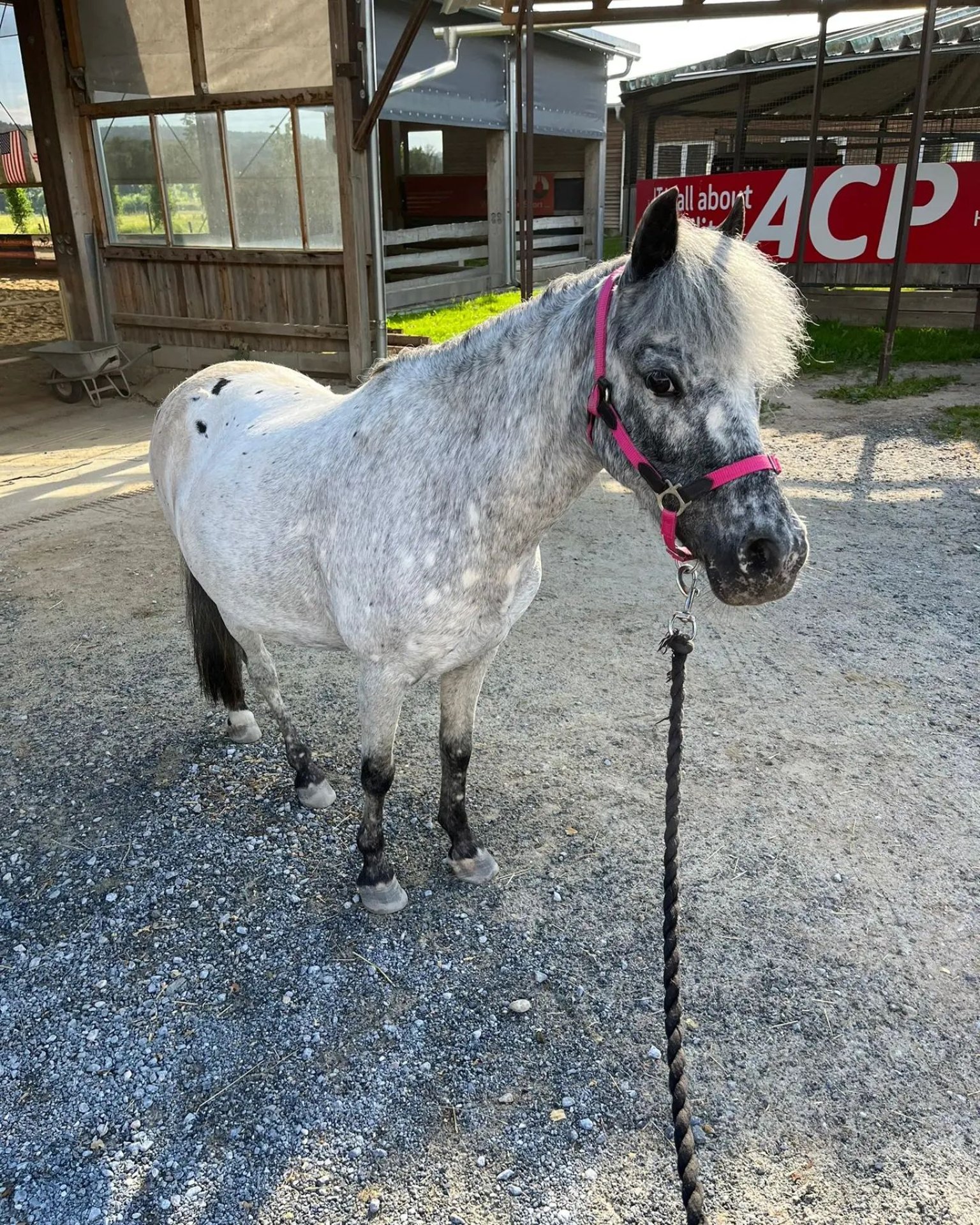 Leder Flash Trensenzaum Mit Gummi-Zügel. Shetland, Pony, Cob, Full New