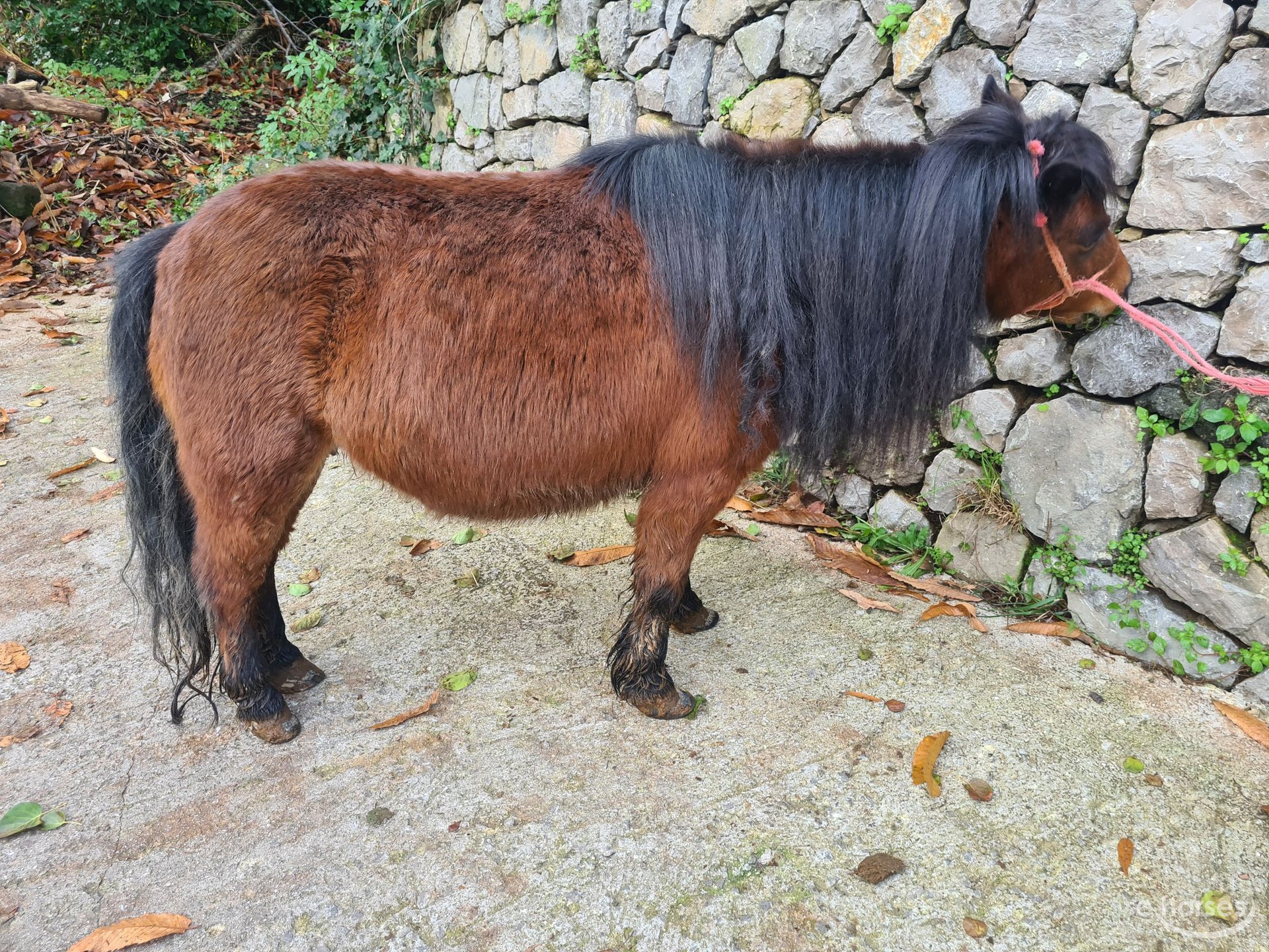 Pony,mini pony,miniature horses,pony falabella - Animali In vendita a Verona