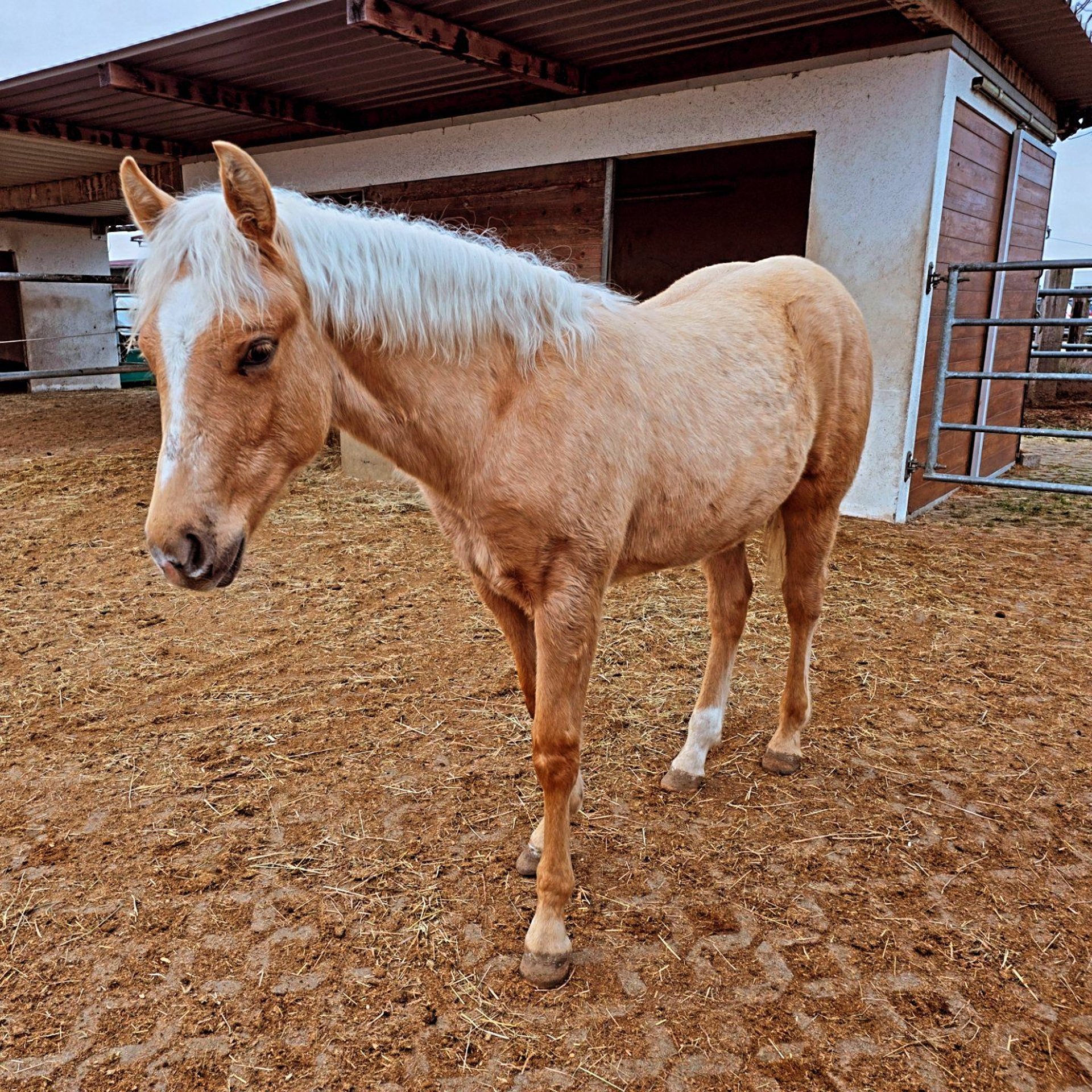 Débardeur Quarter Horse Palomino Américain - Cadeau Équitation Passion Cheval