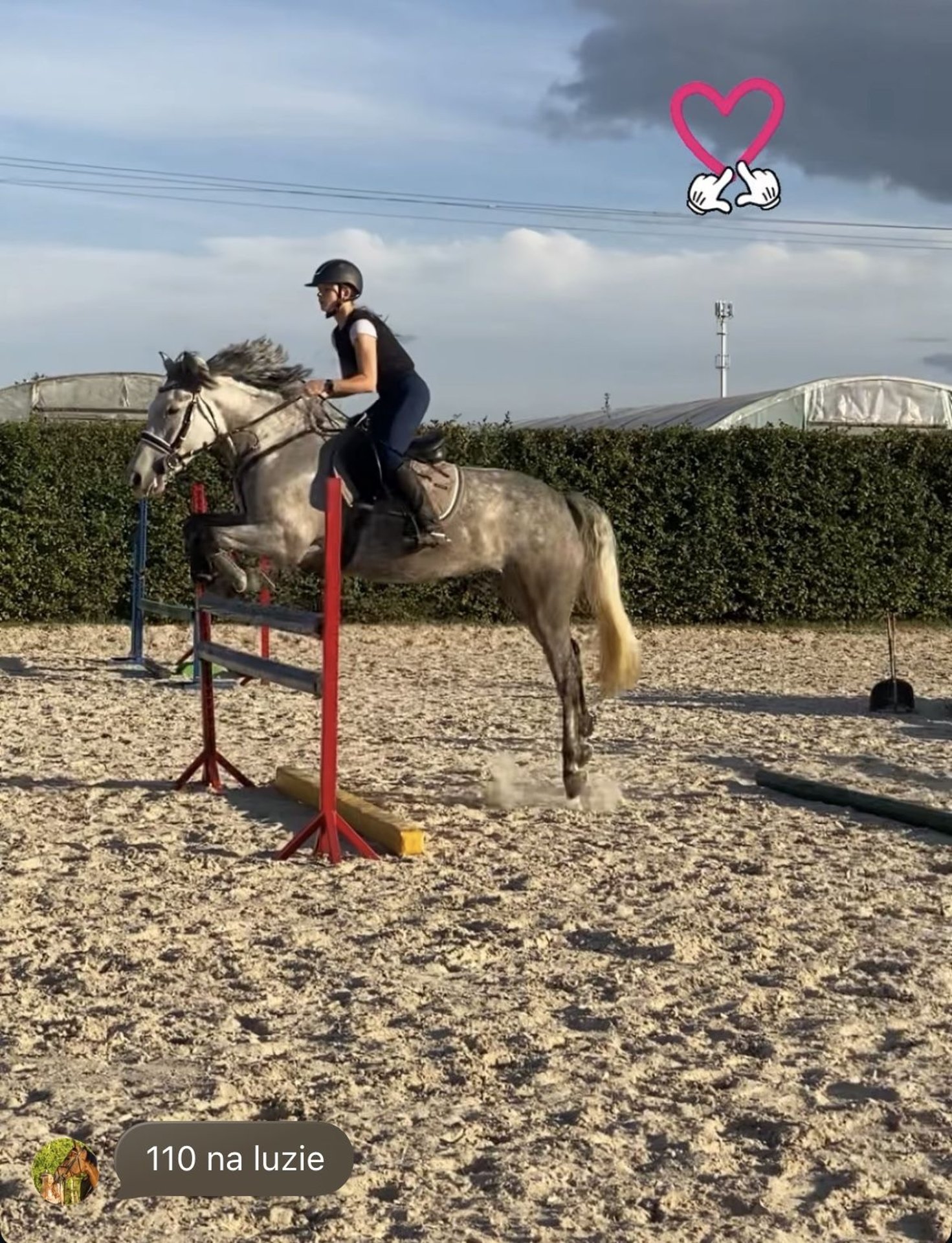 More ponies/small horses Mare 9 years 14.1 hh Grey in Legionowo
