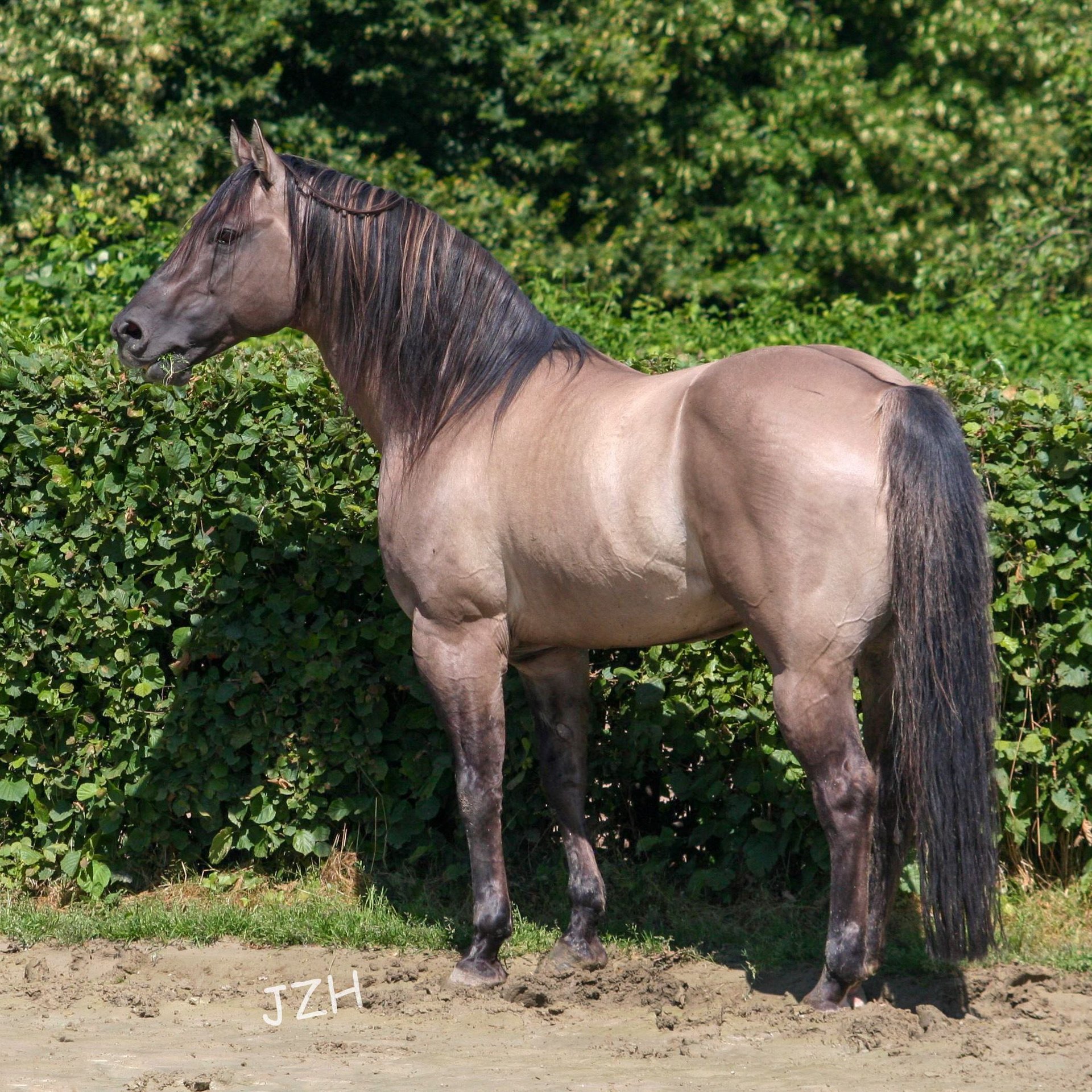 BLACKBURN BUCK POCO American Quarter Horse Stallion Grullo in Düsseldorf