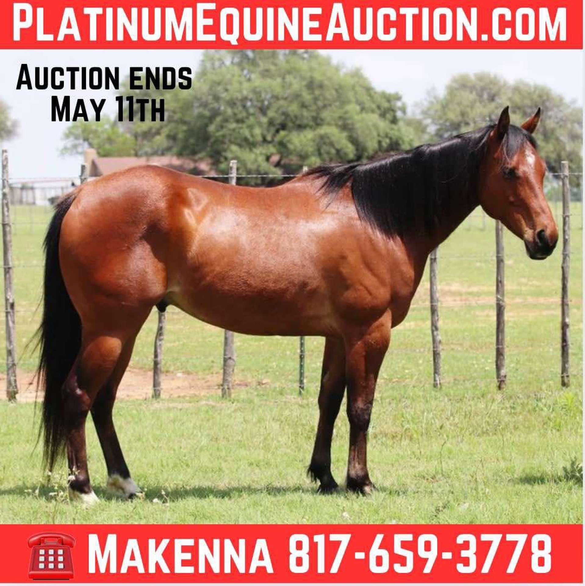 Caballos En Venta En Texas