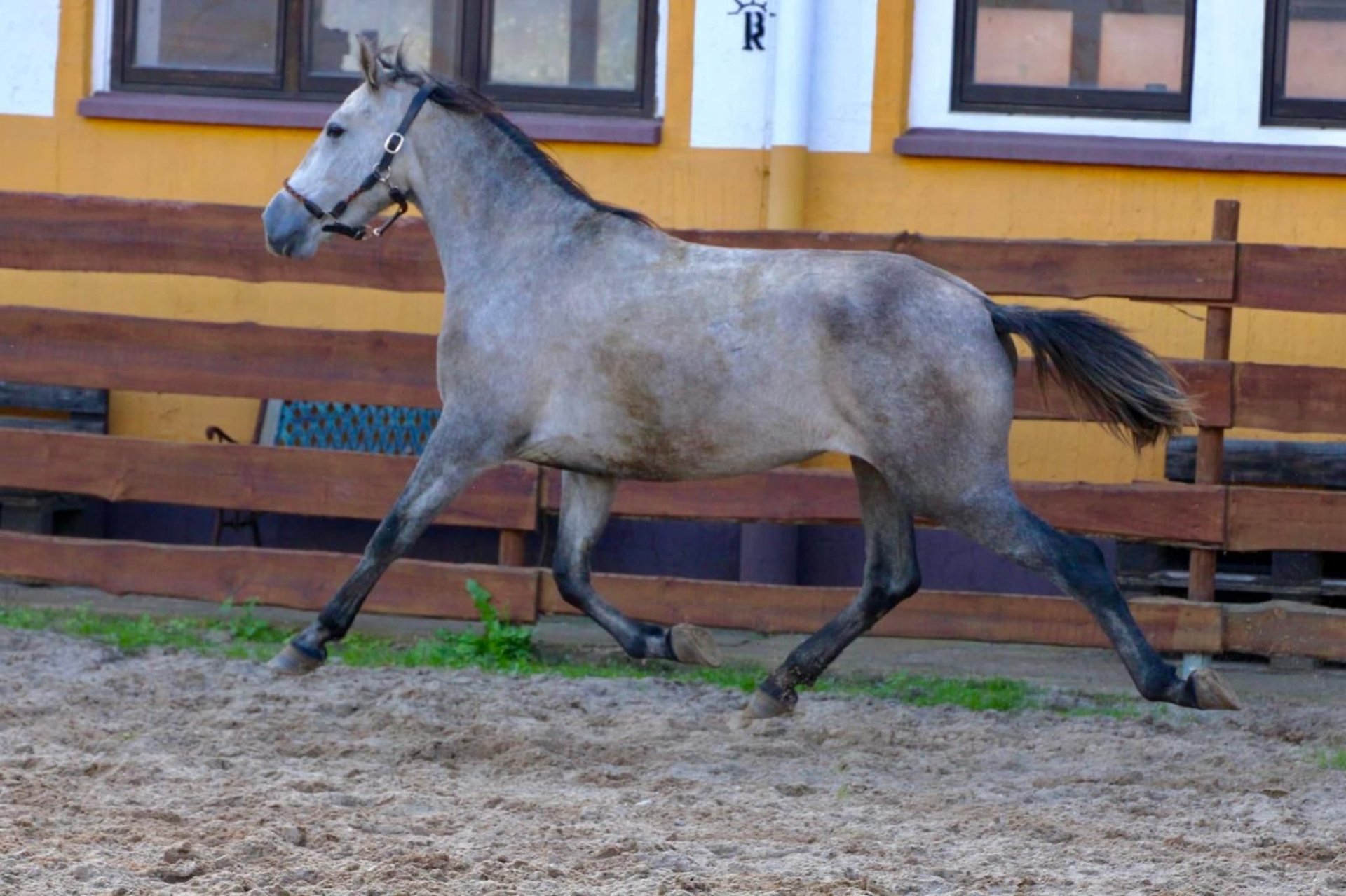 PRE-Stute, Apfelschimmel – Impression 3