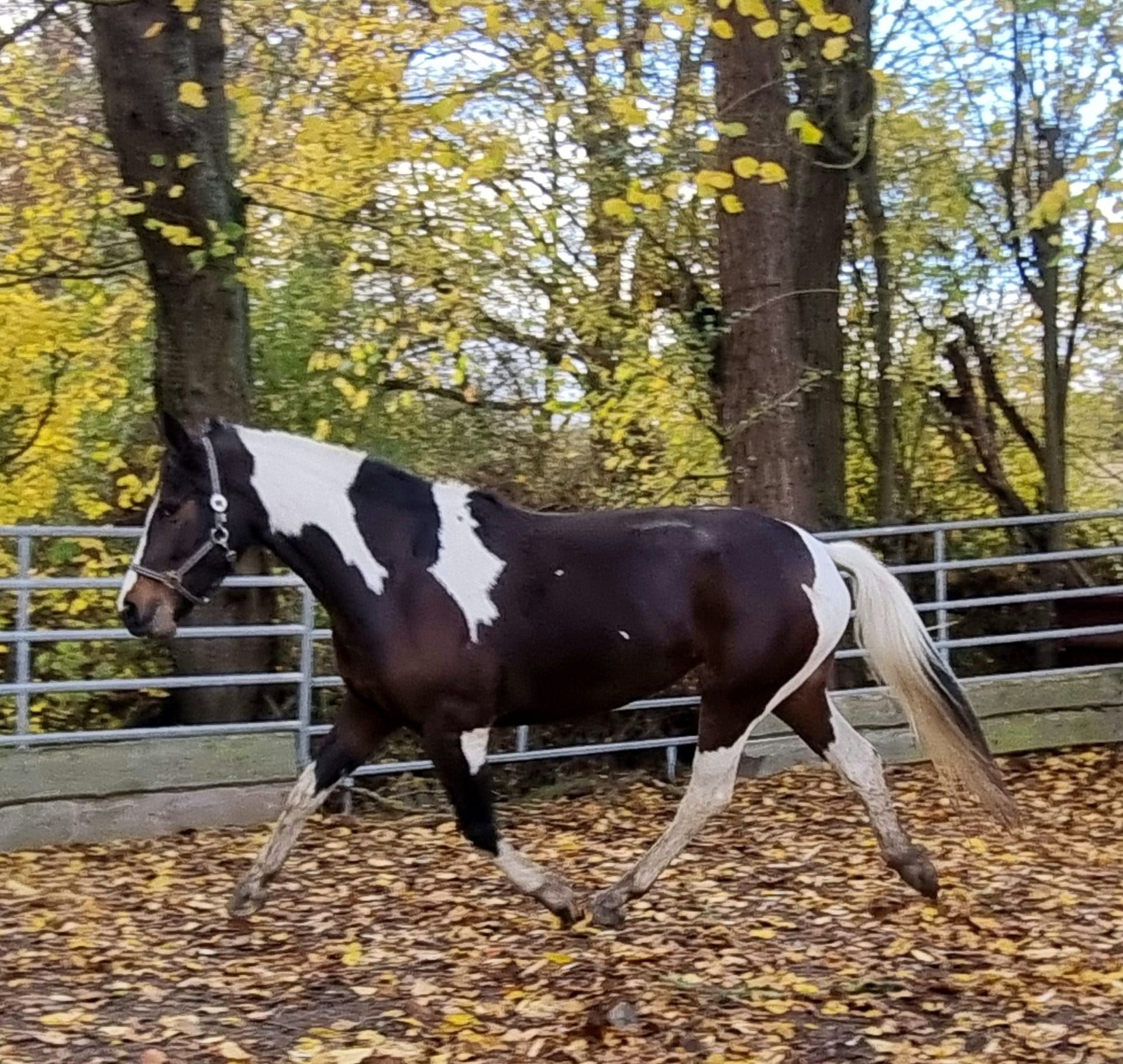 Polish Warmblood Mare 4 years 16 hh Pinto in Bad Camberg