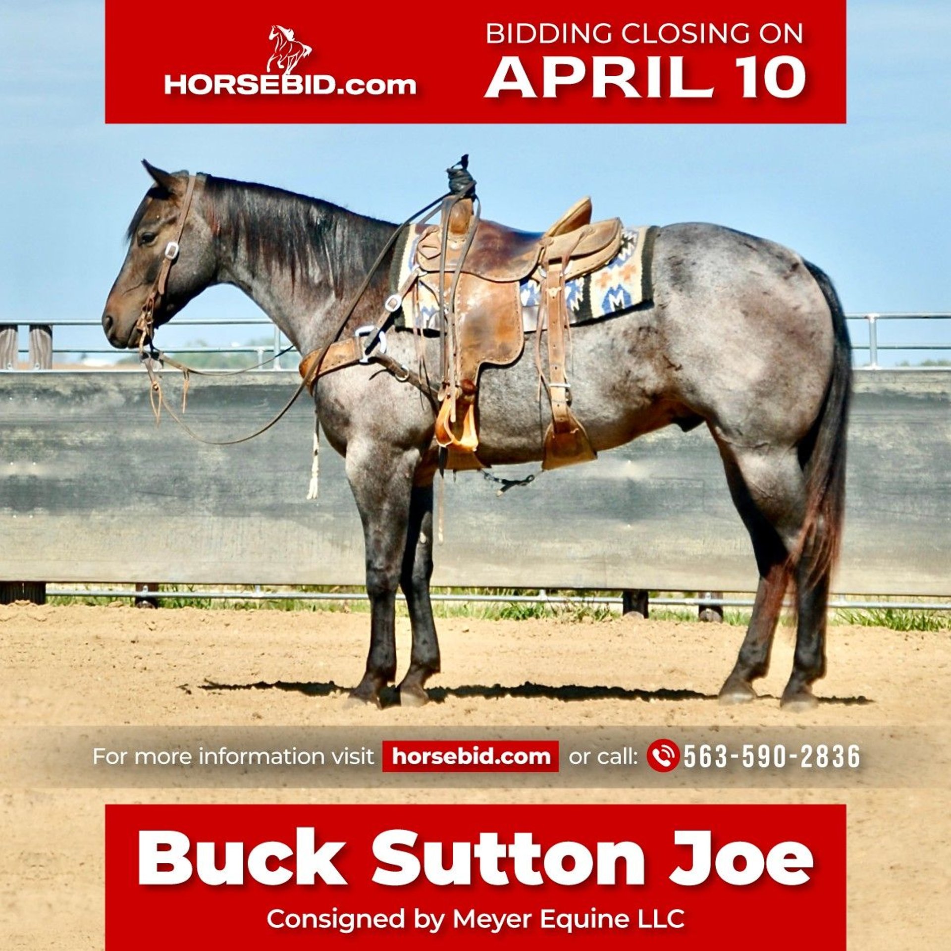 American Quarter Horse Gelding 7 years RoanBlue in Lamotte, IA