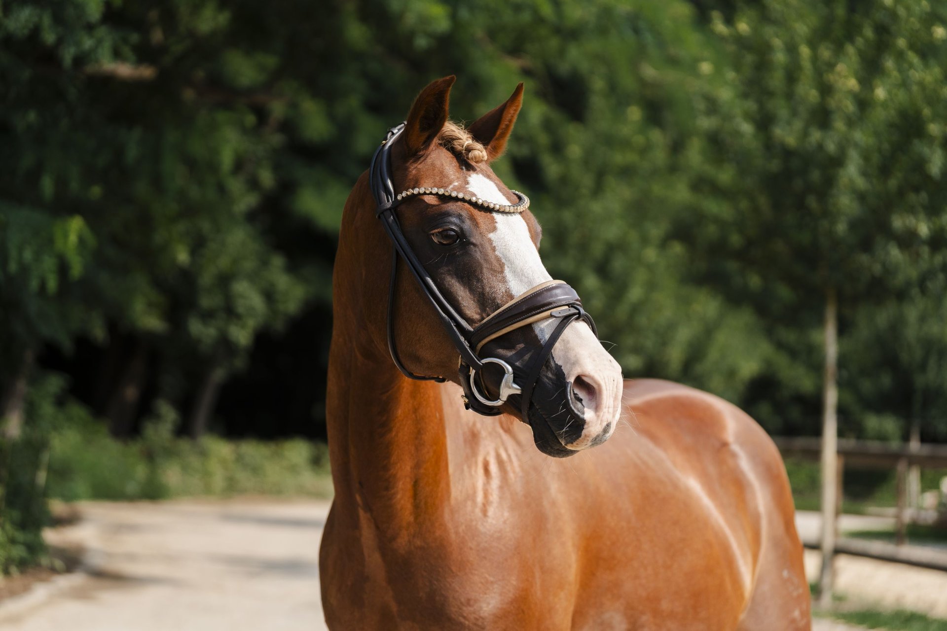 Donni Darco, Deutsches Reitpony in der Dressur, Impression 2