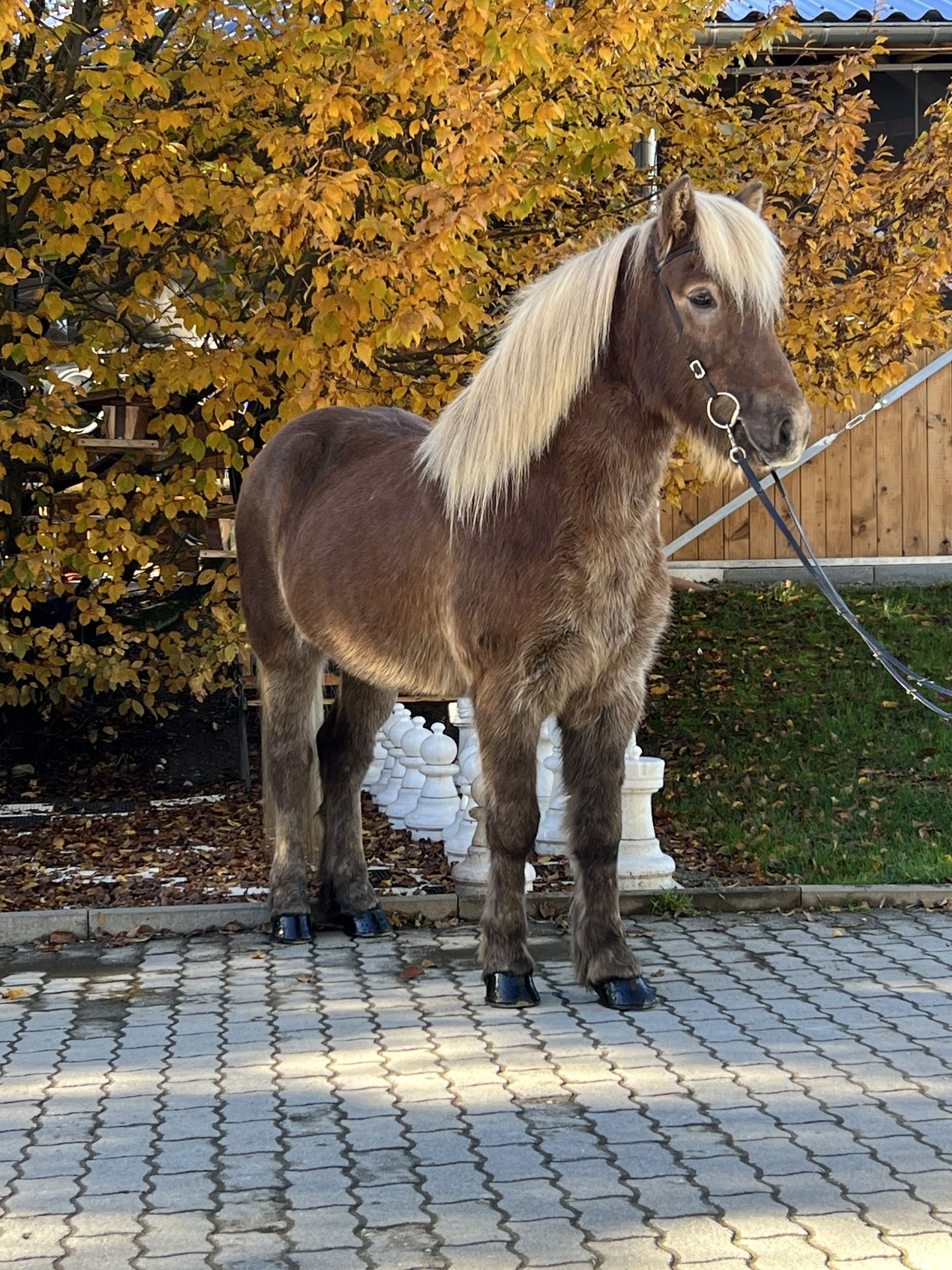 Caballos Islandeses Caballo Castrado 12 Años 143 Cm Alazán-tostado In ...