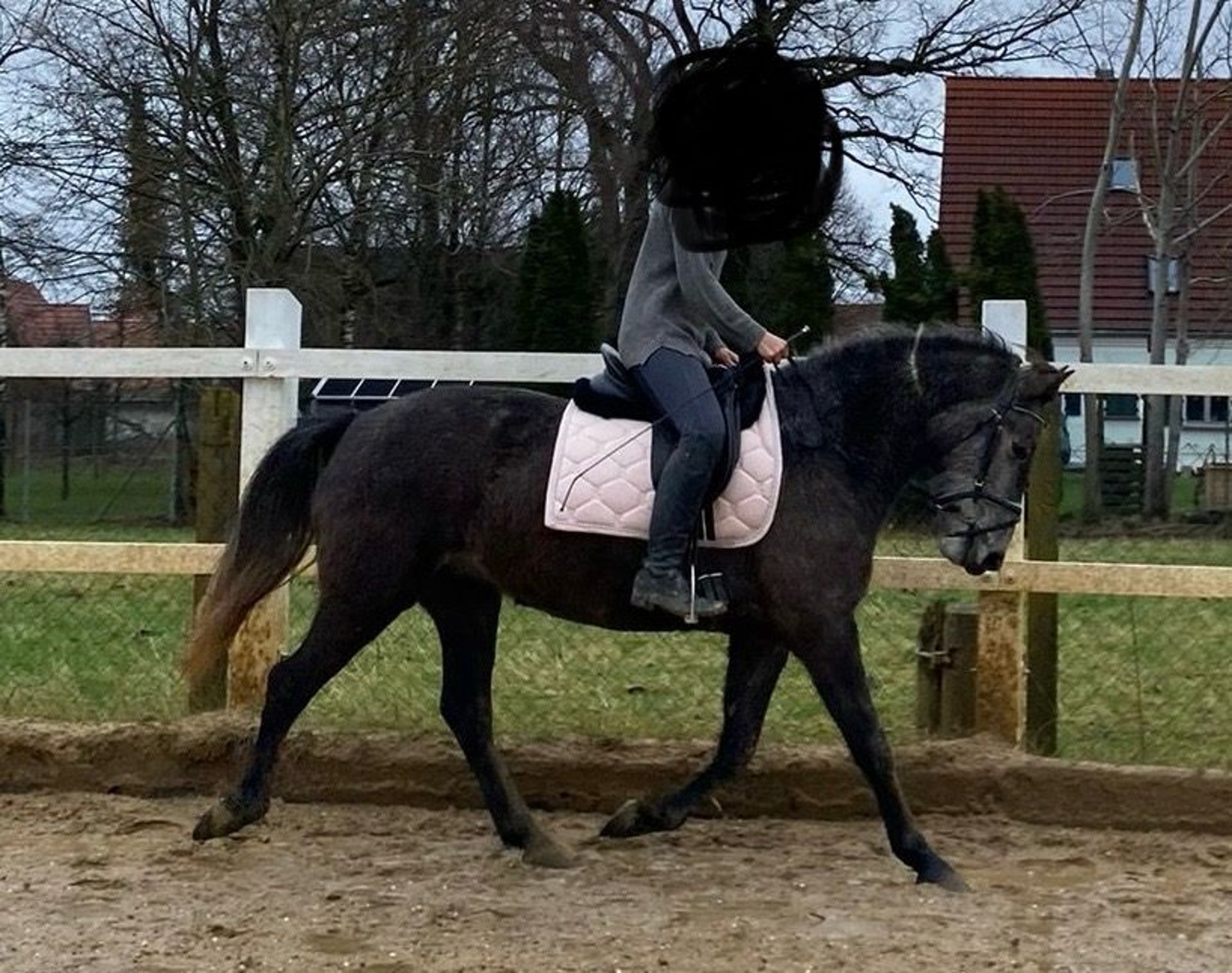 Deutsches Reitpony Mix Stute 3 Jahre 153 Cm Rappschimmel In Dinkelscherben