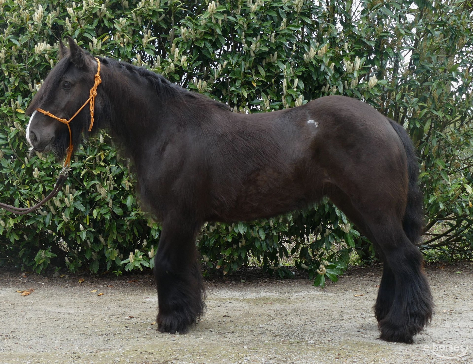 black belgian horse