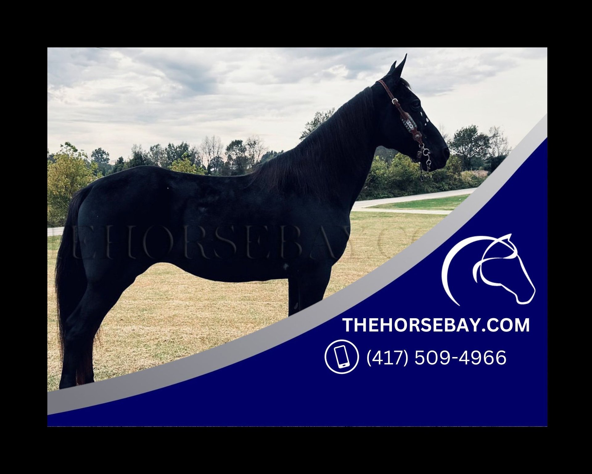 Kentucky Mountain Saddle Horse Merrie 10 Jaar 150 cm Zwart in