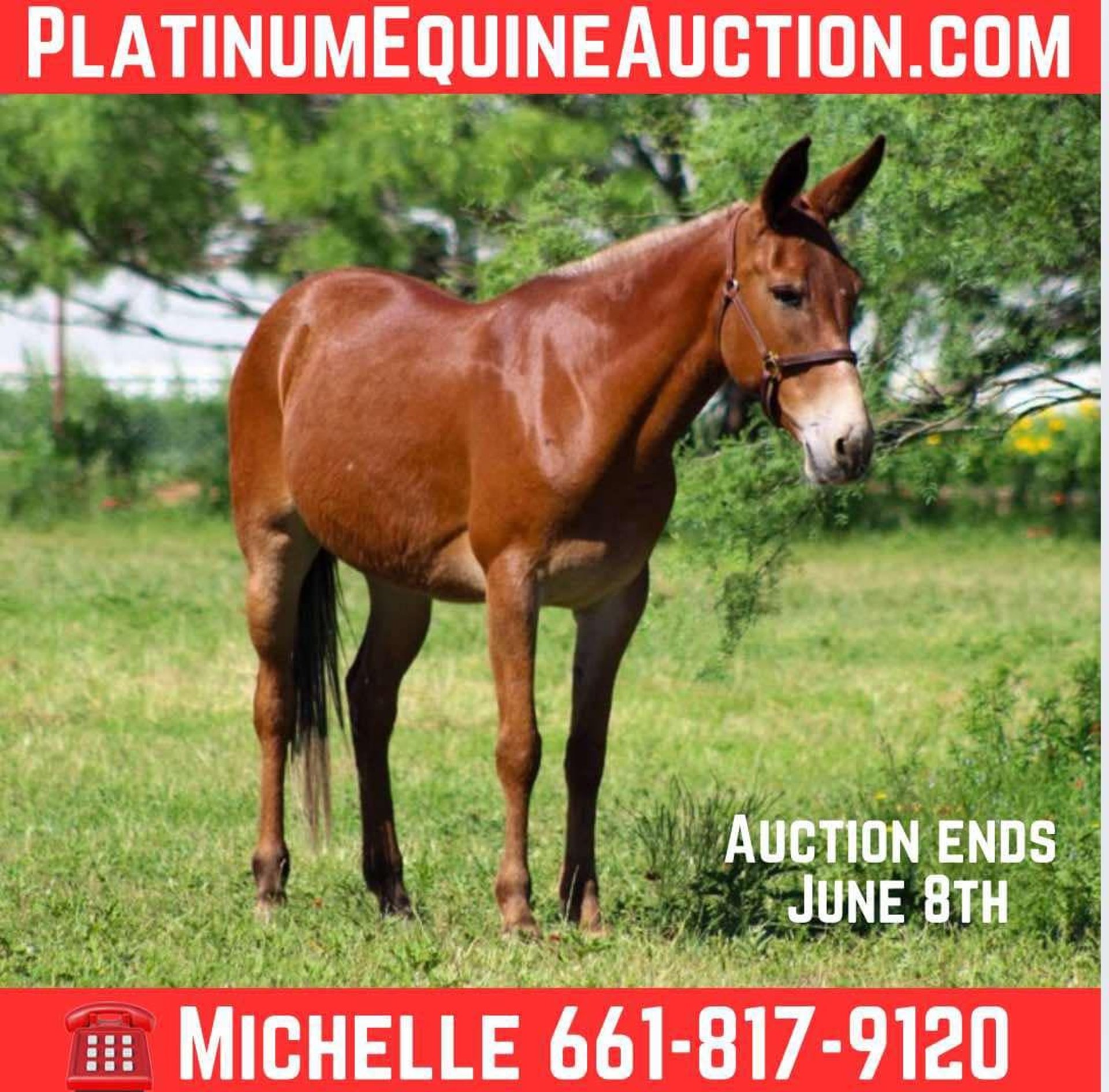 Caballos En Venta En Texas